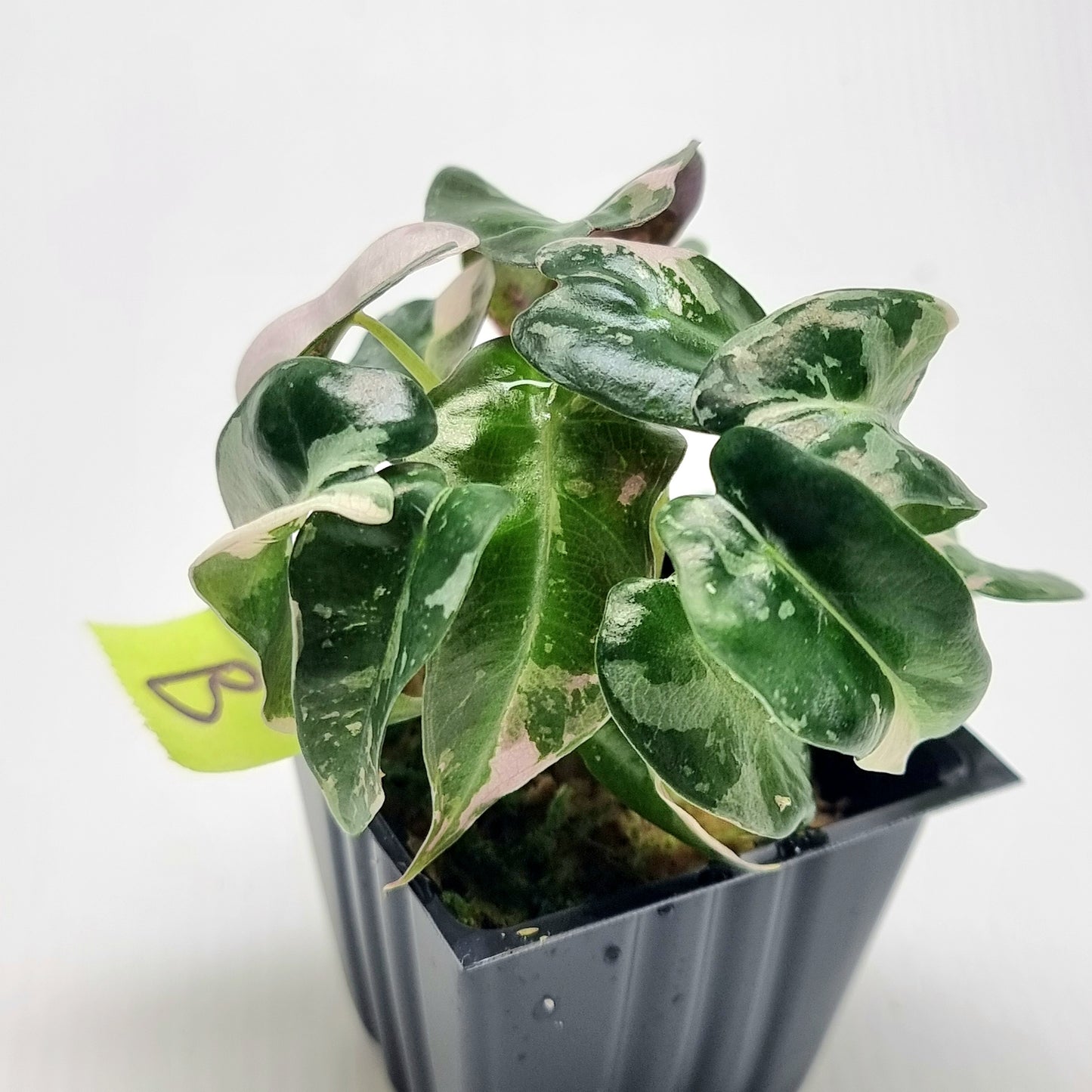 Alocasia Pink Swirl variegated