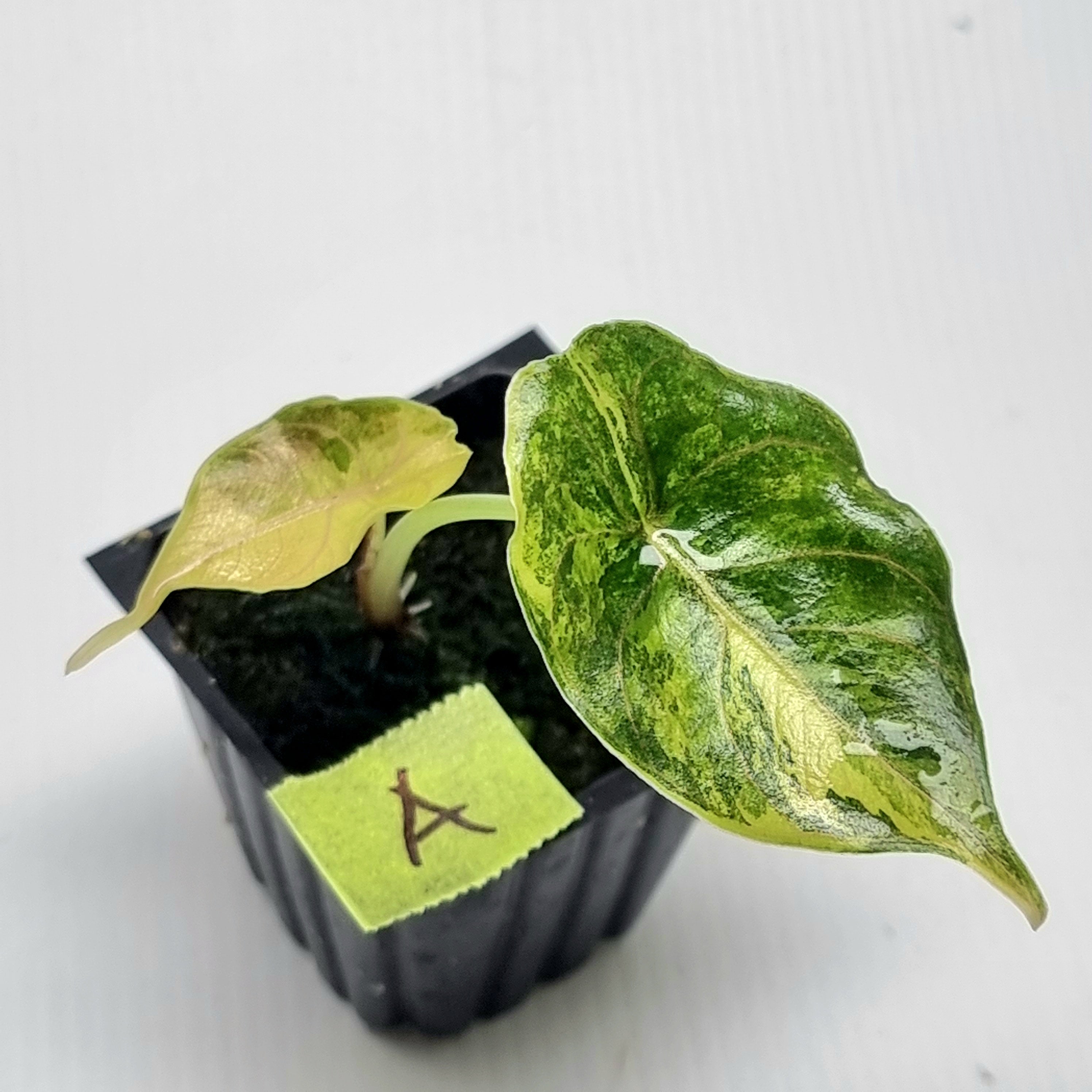 Alocasia azlanii Aurea Variegated – Flora Magnifica Australia