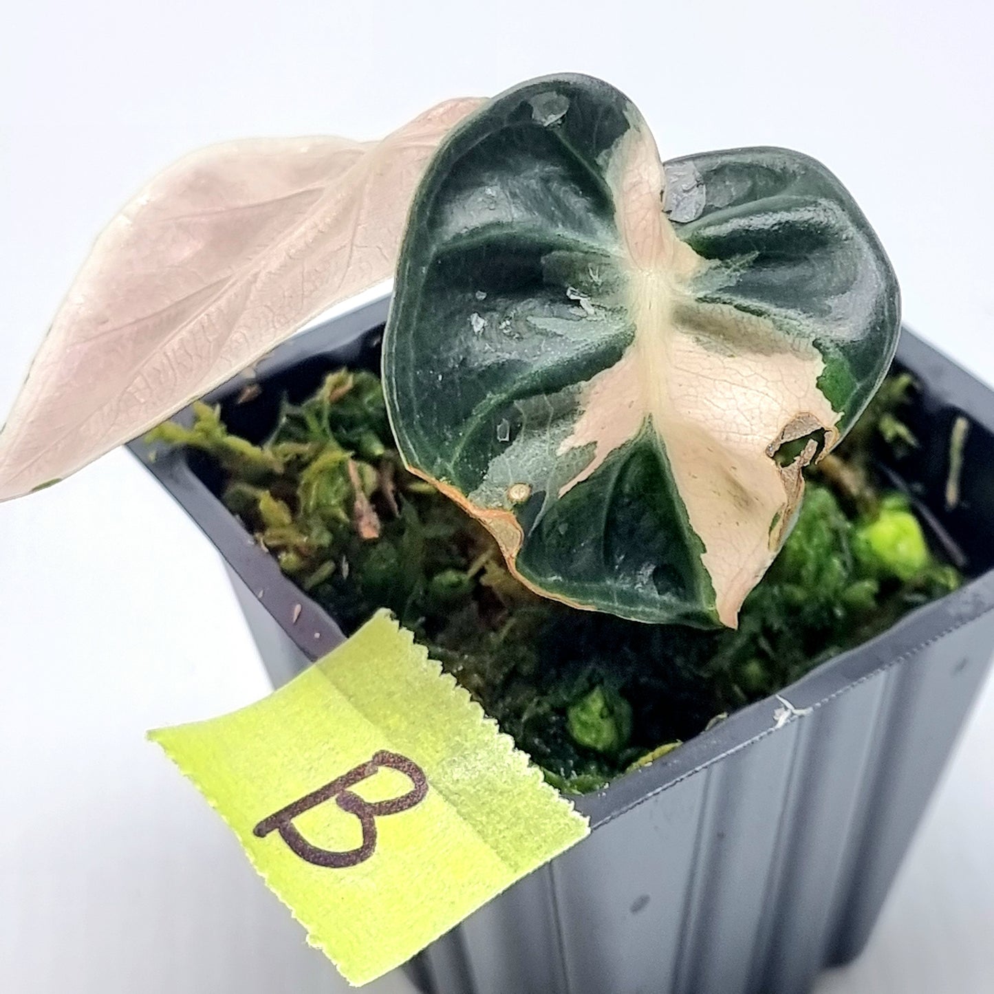 Alocasia Heart Balloon Pink Variegated