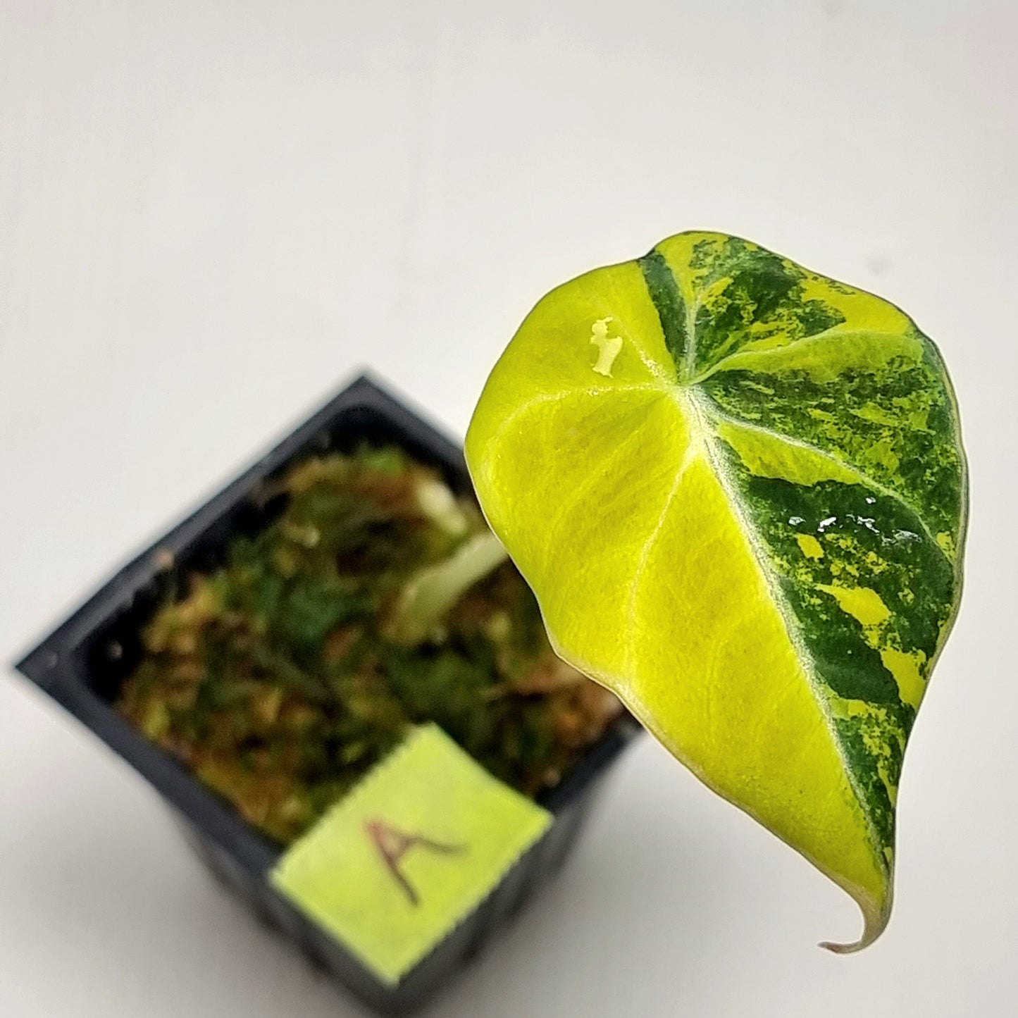 Alocasia Black Velvet Gold Variegated