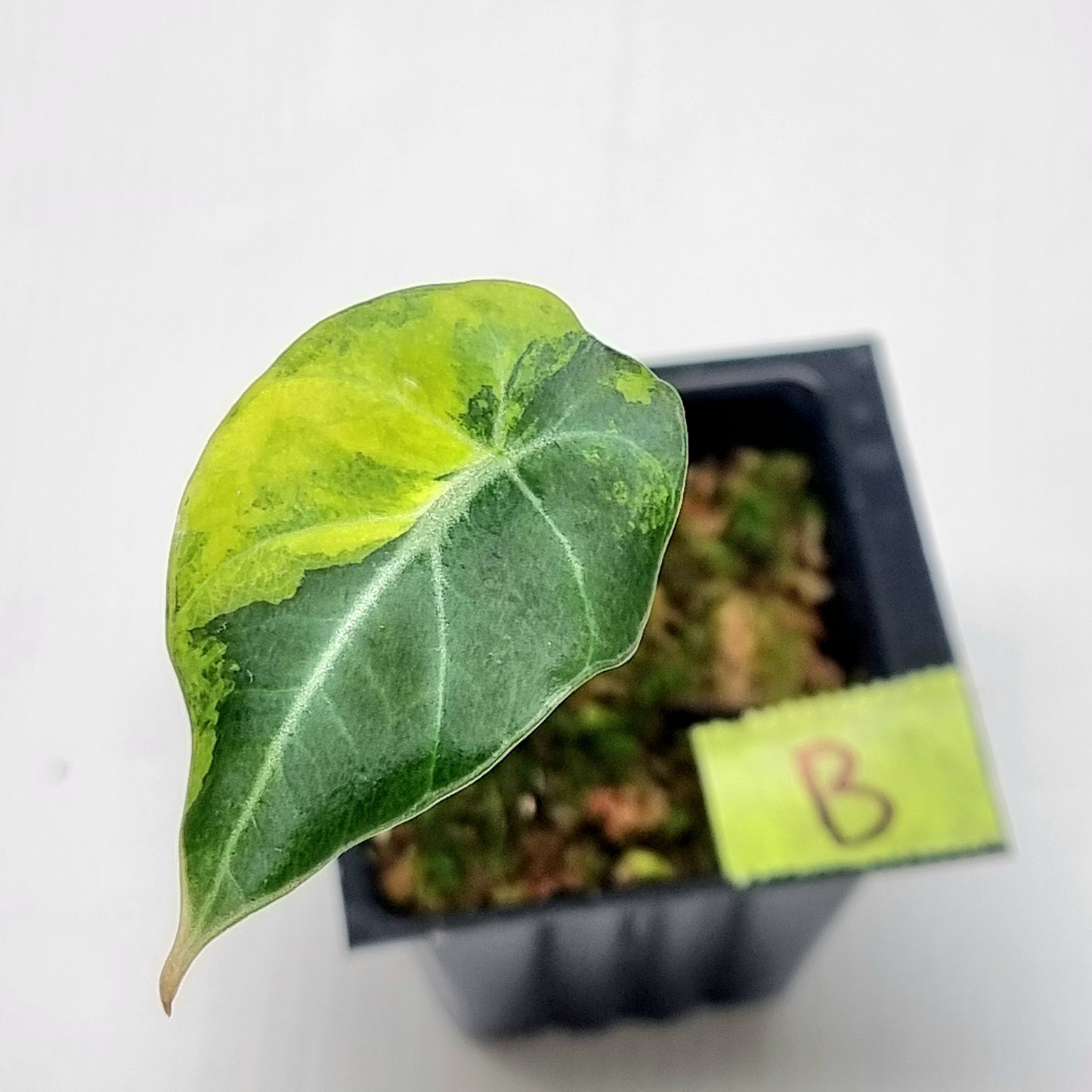 Alocasia Black Velvet Gold Variegated