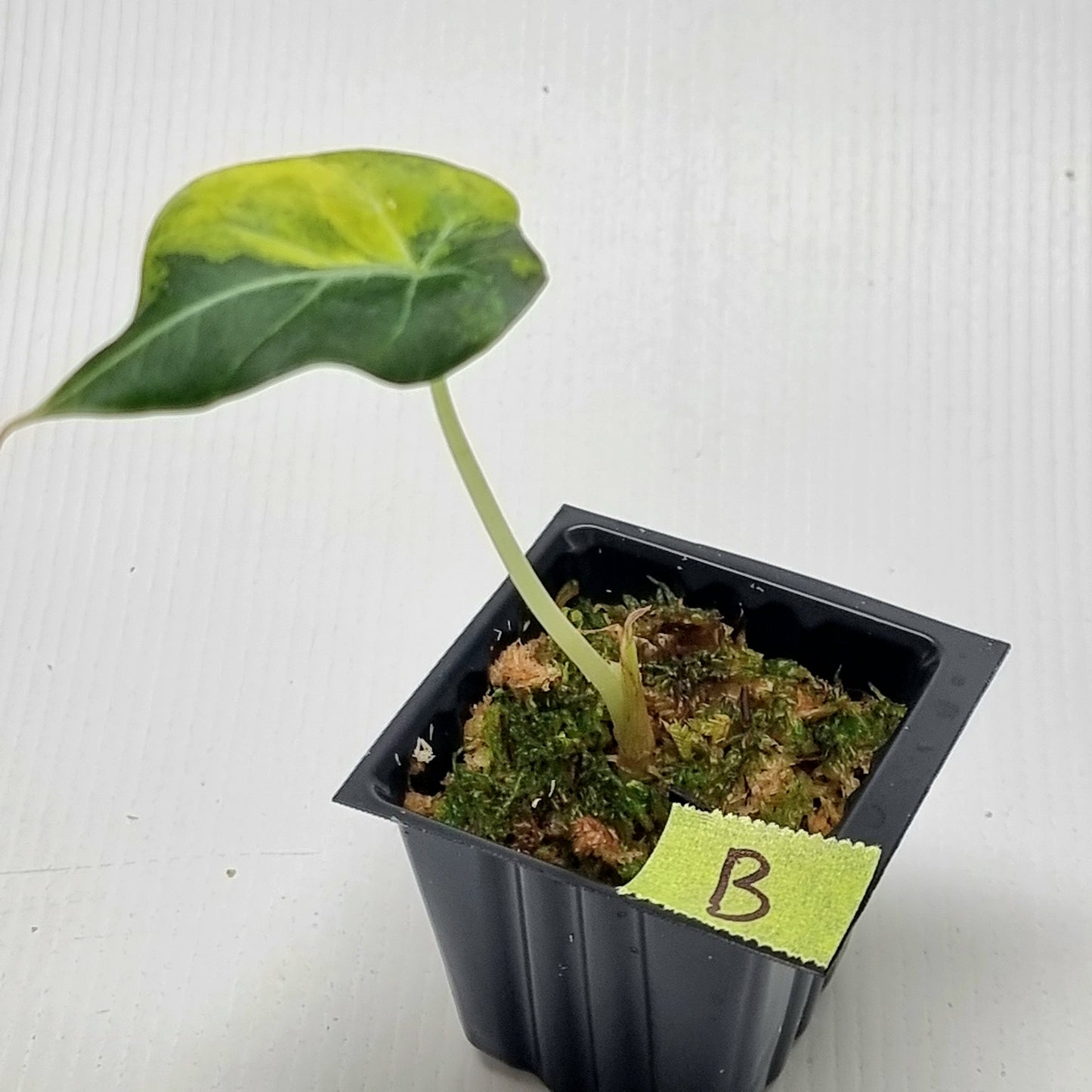 Alocasia Black Velvet Gold Variegated