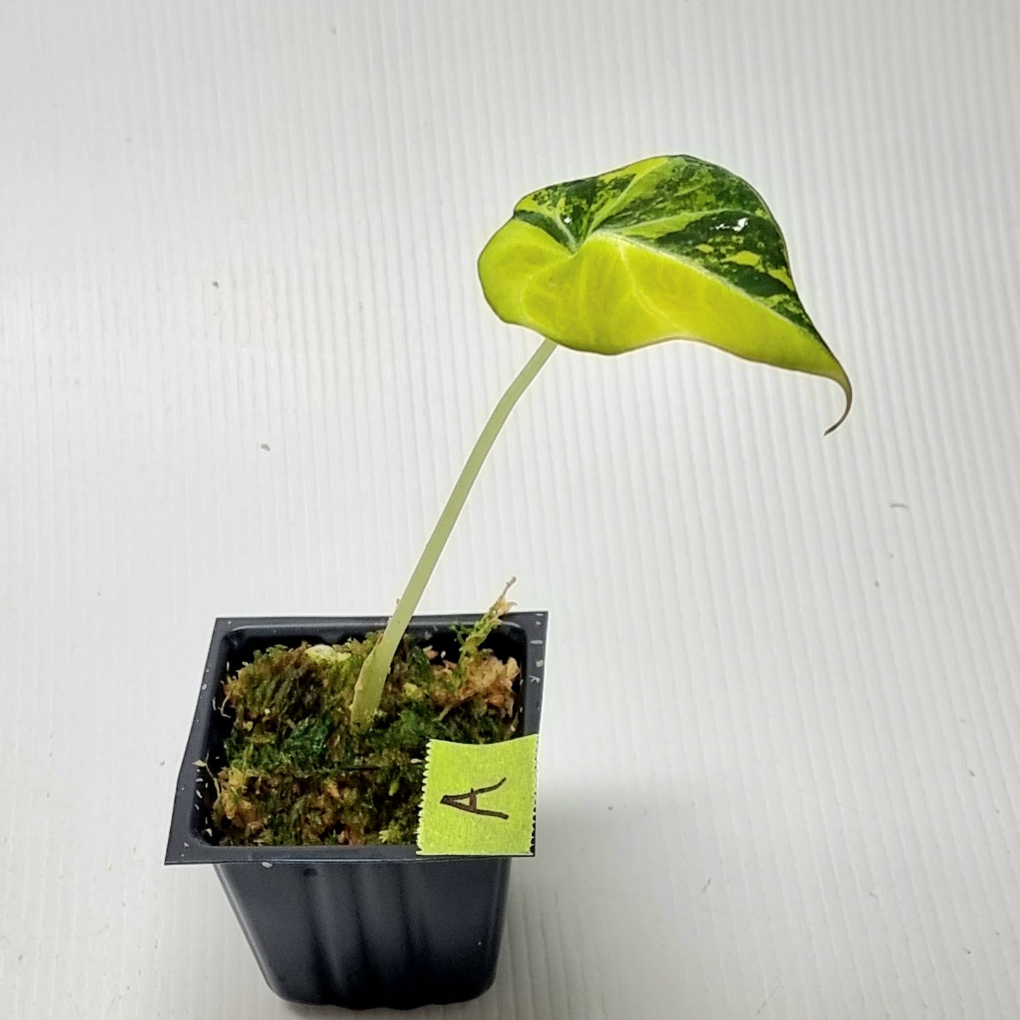 Alocasia Black Velvet Gold Variegated