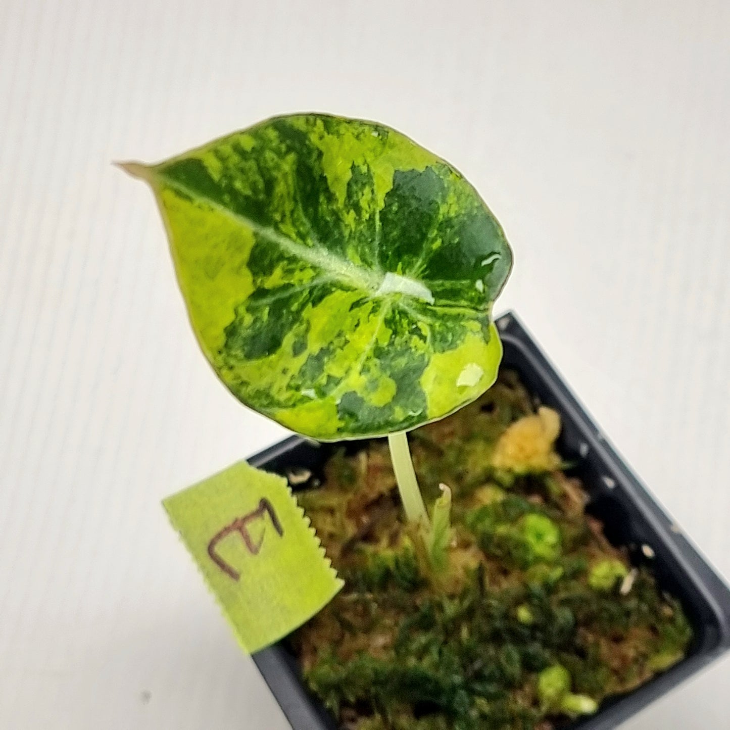 Alocasia Black Velvet Gold Variegated