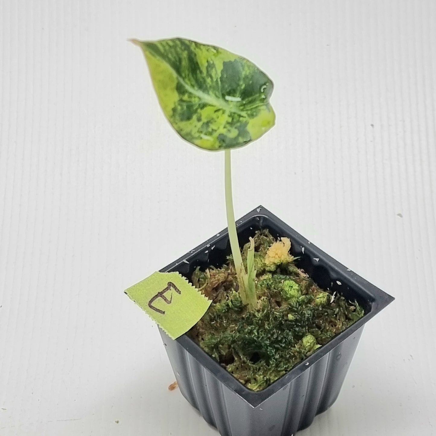 Alocasia Black Velvet Gold Variegated