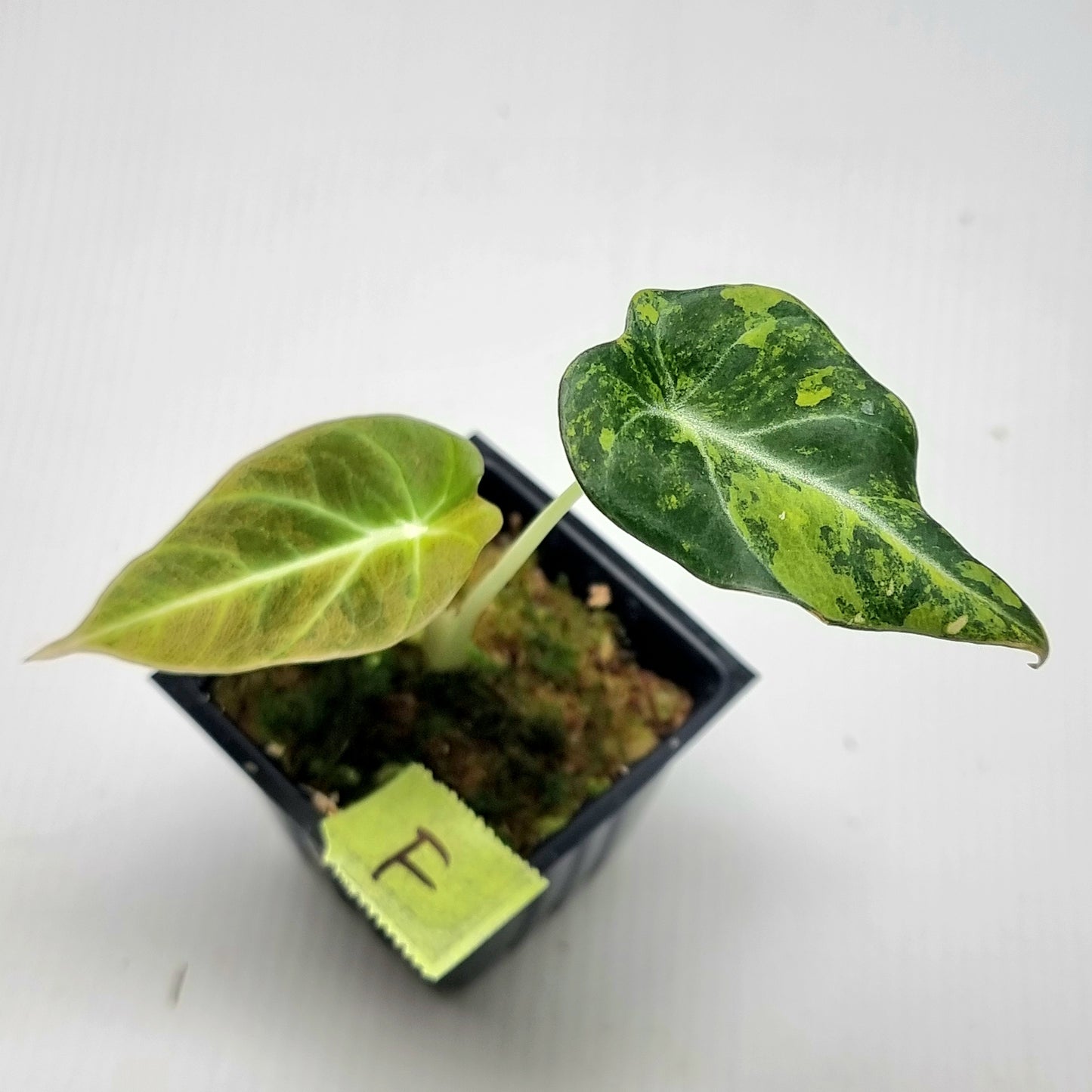 Alocasia Black Velvet Gold Variegated