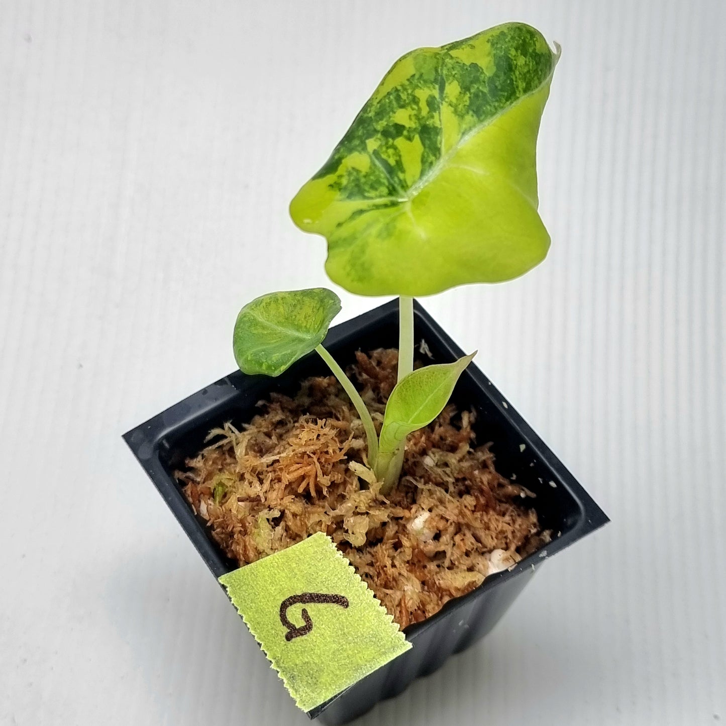 Alocasia Black Velvet Gold Variegated