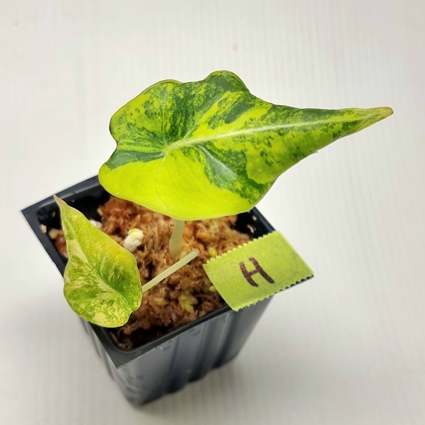 Alocasia Black Velvet Gold Variegated