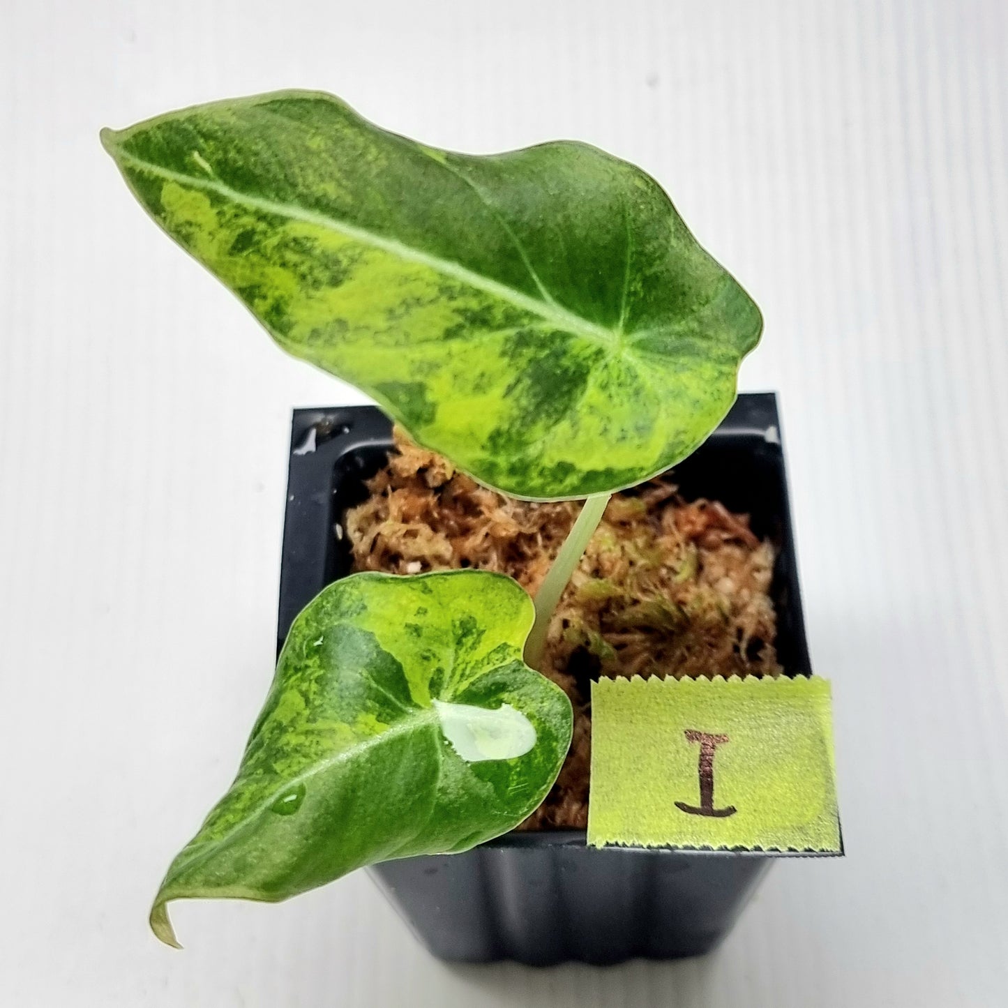 Alocasia Black Velvet Gold Variegated