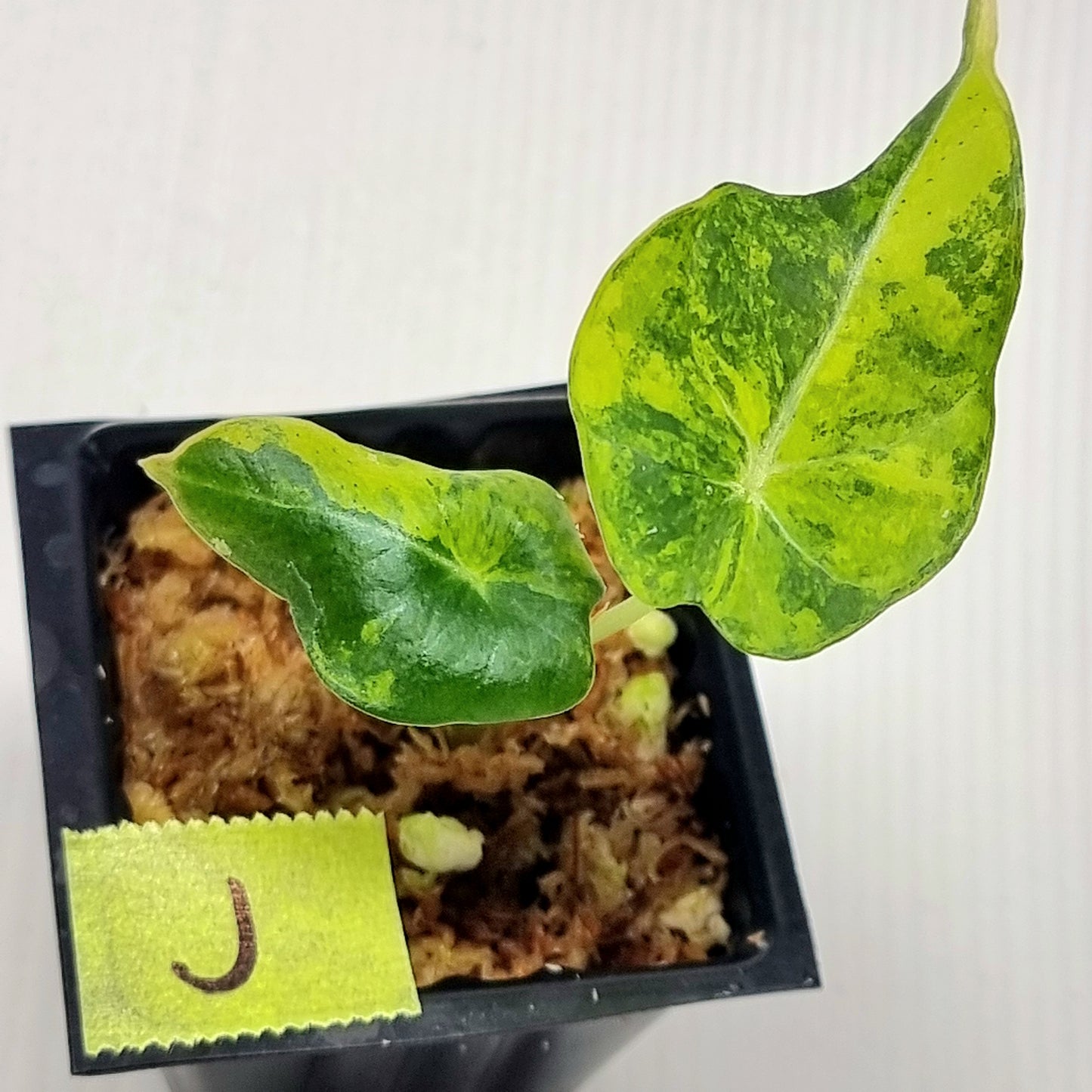 Alocasia Black Velvet Gold Variegated