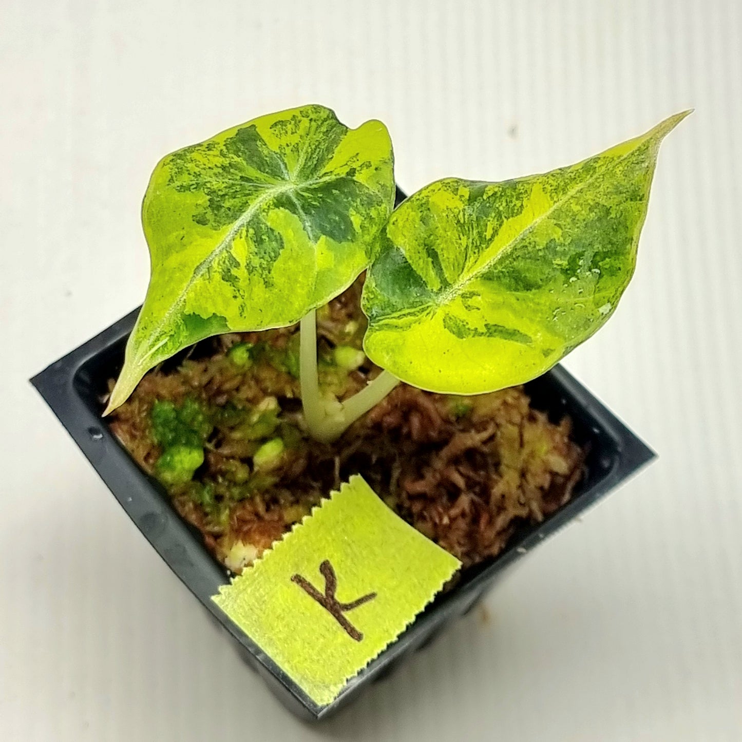 Alocasia Black Velvet Gold Variegated