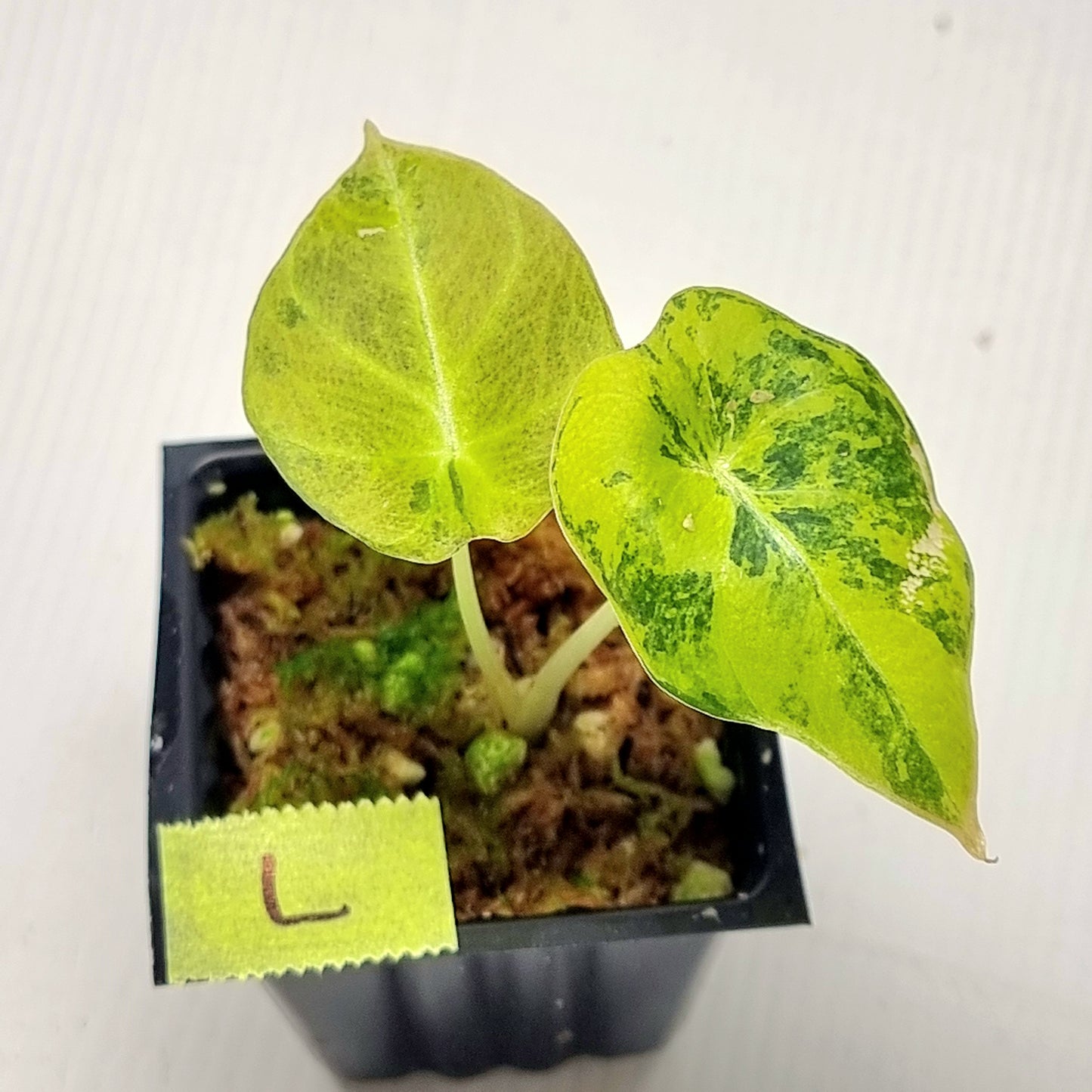 Alocasia Black Velvet Gold Variegated