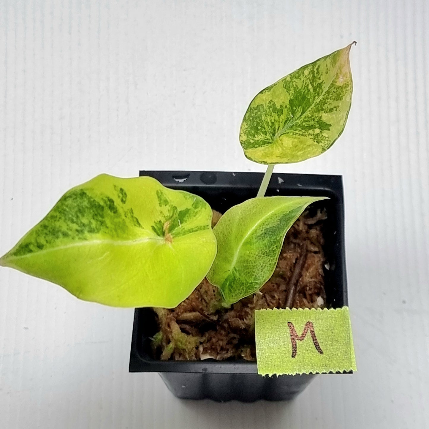 Alocasia Black Velvet Gold Variegated