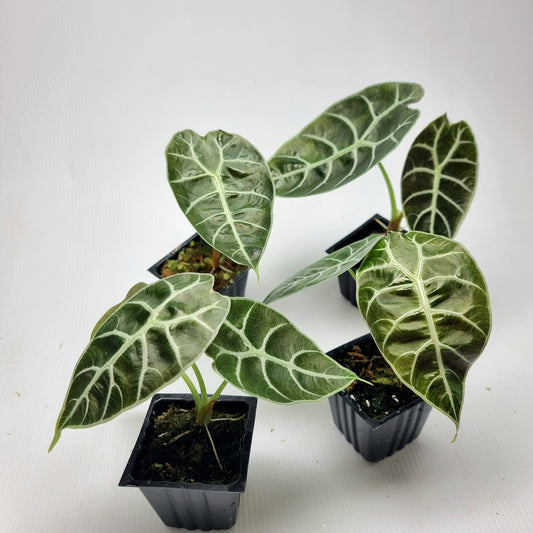 Alocasia watsoniana Doff Reverted