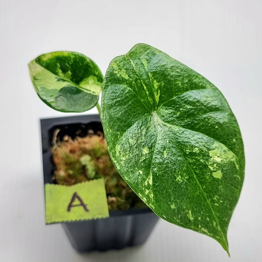 Alocasia sinuata Albo Variegated
