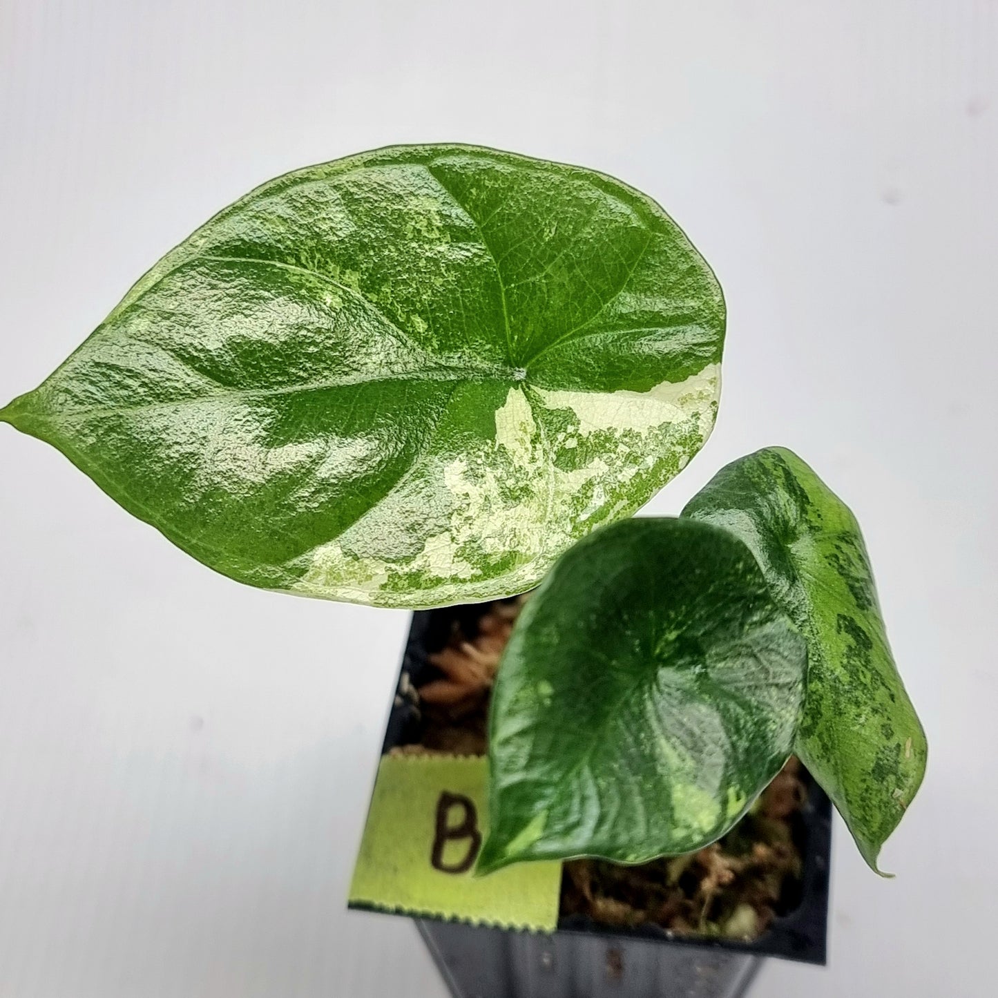 Alocasia sinuata Albo Variegated