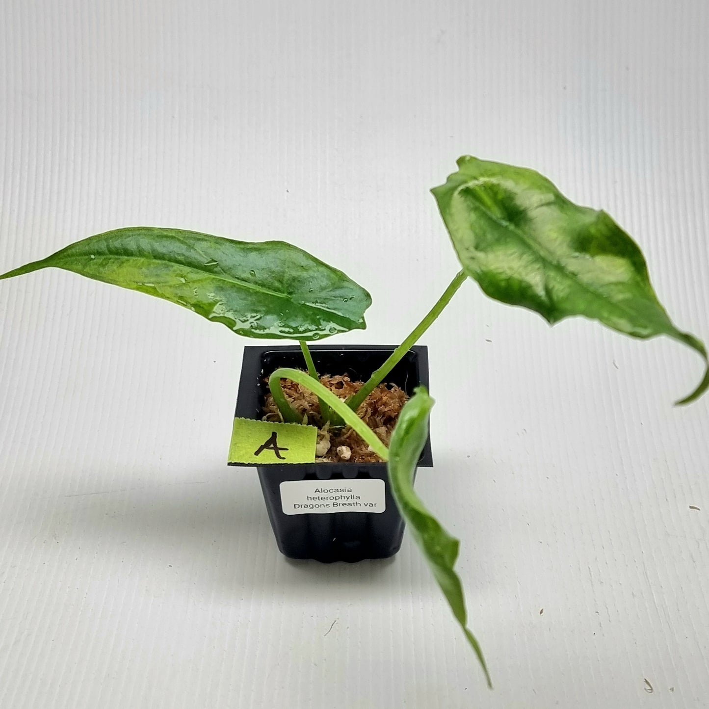 Alocasia heterophylla Dragon's Breath Aurea Variegated