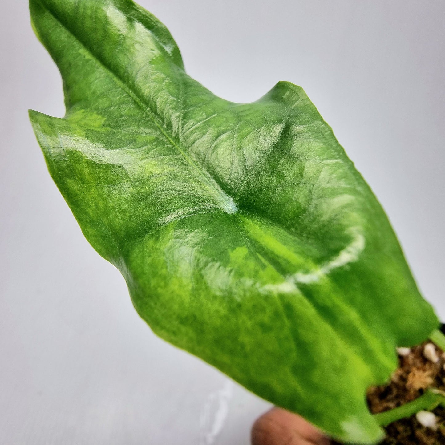 Alocasia heterophylla Dragon's Breath Aurea Variegated