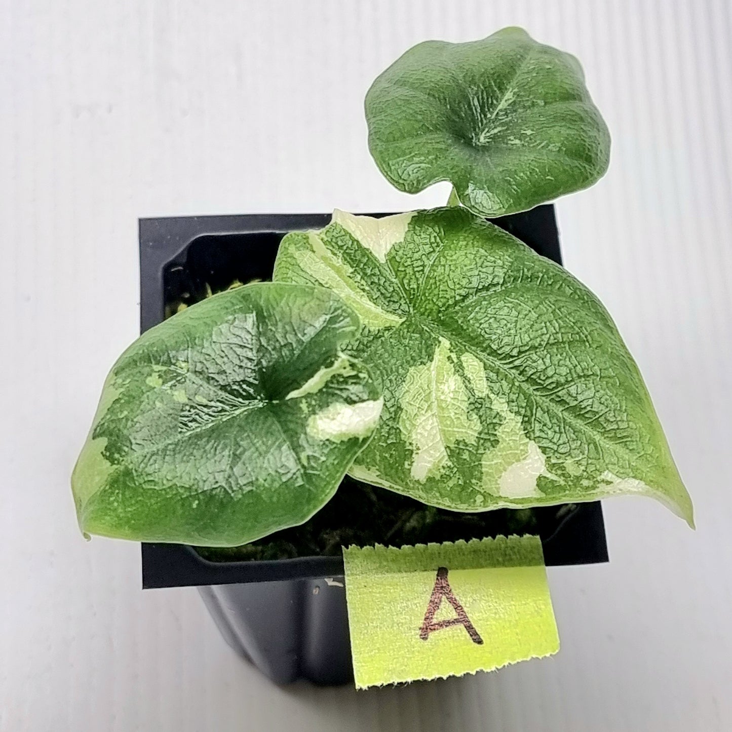 Alocasia melo Albo variegated