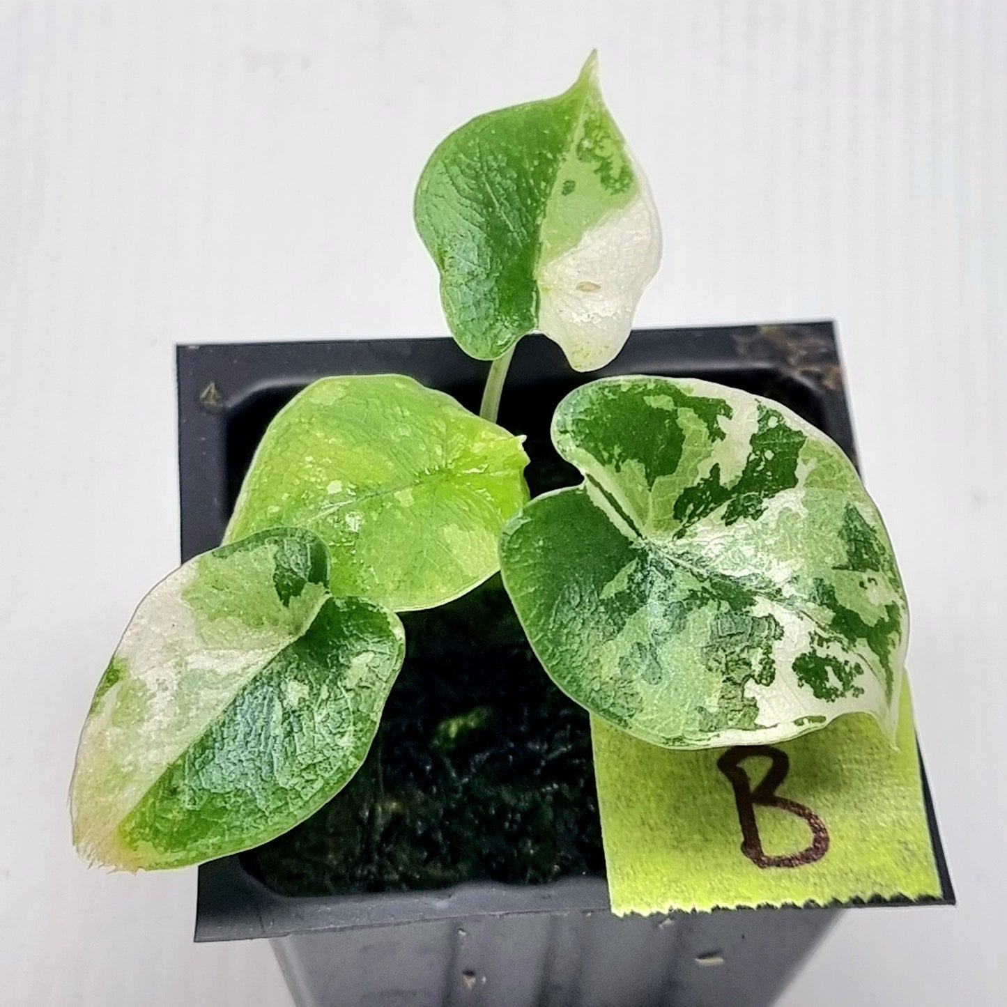 Alocasia melo Albo variegated