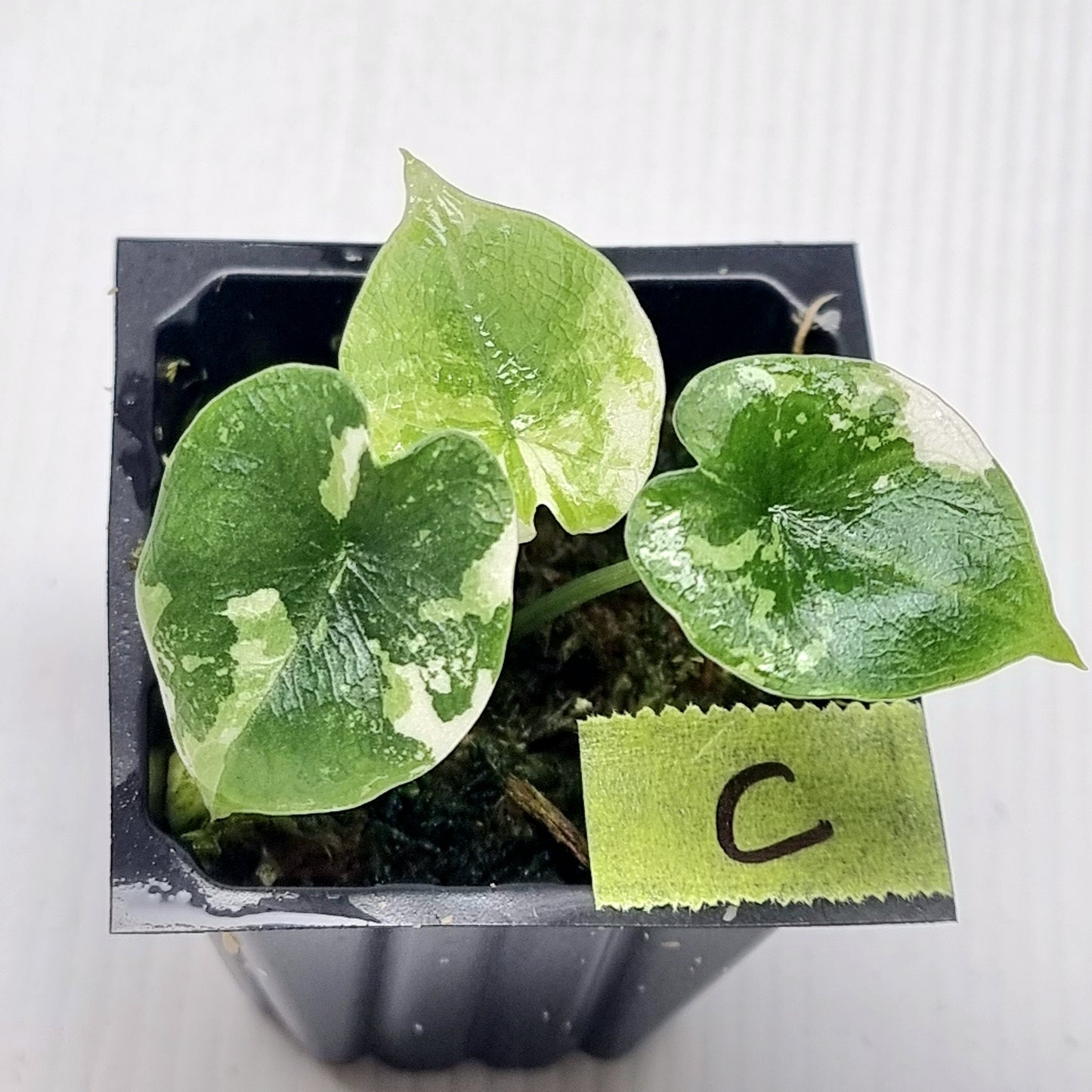 Alocasia melo Albo variegated