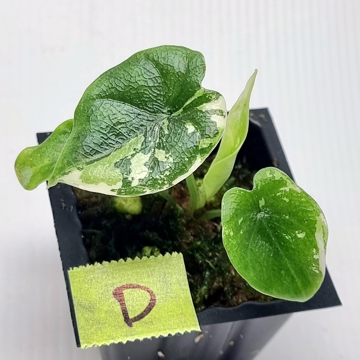 Alocasia melo Albo variegated