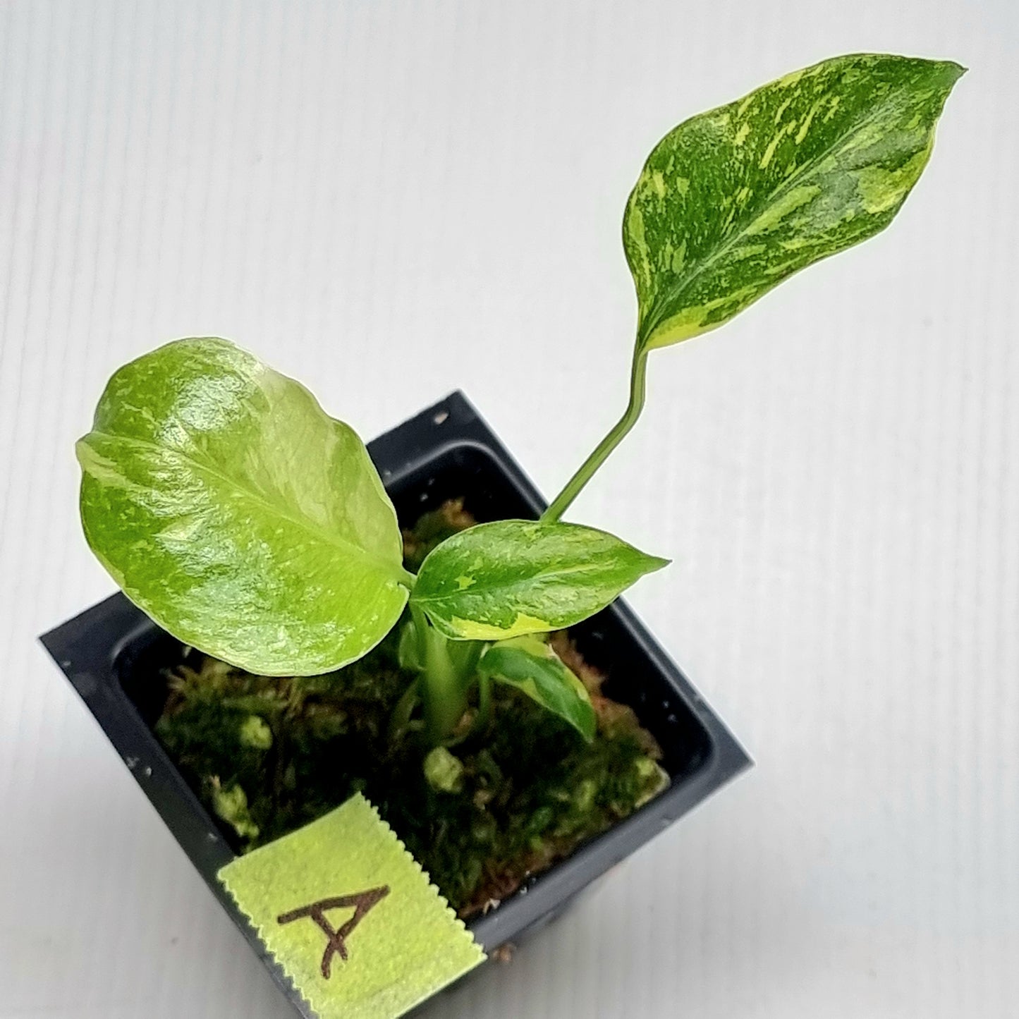 Monstera Electrolyte