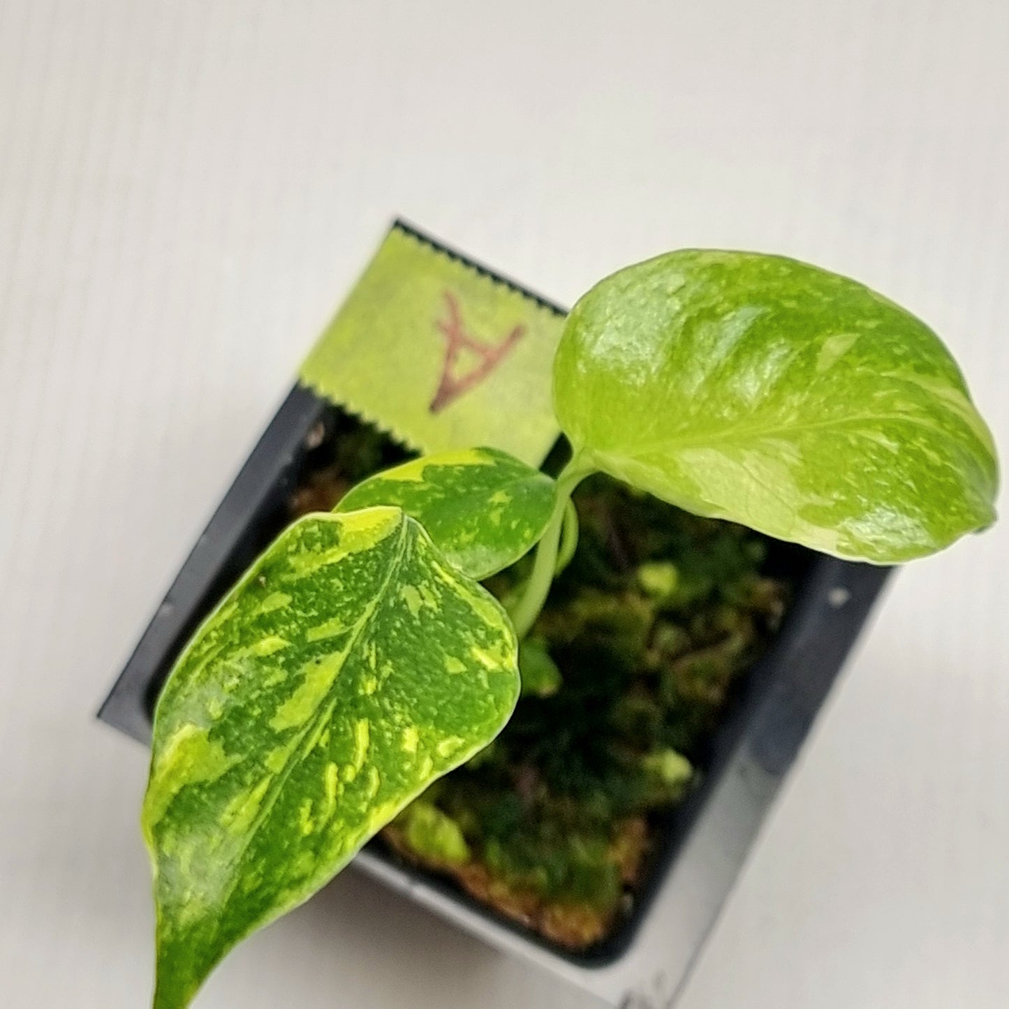 Monstera Electrolyte