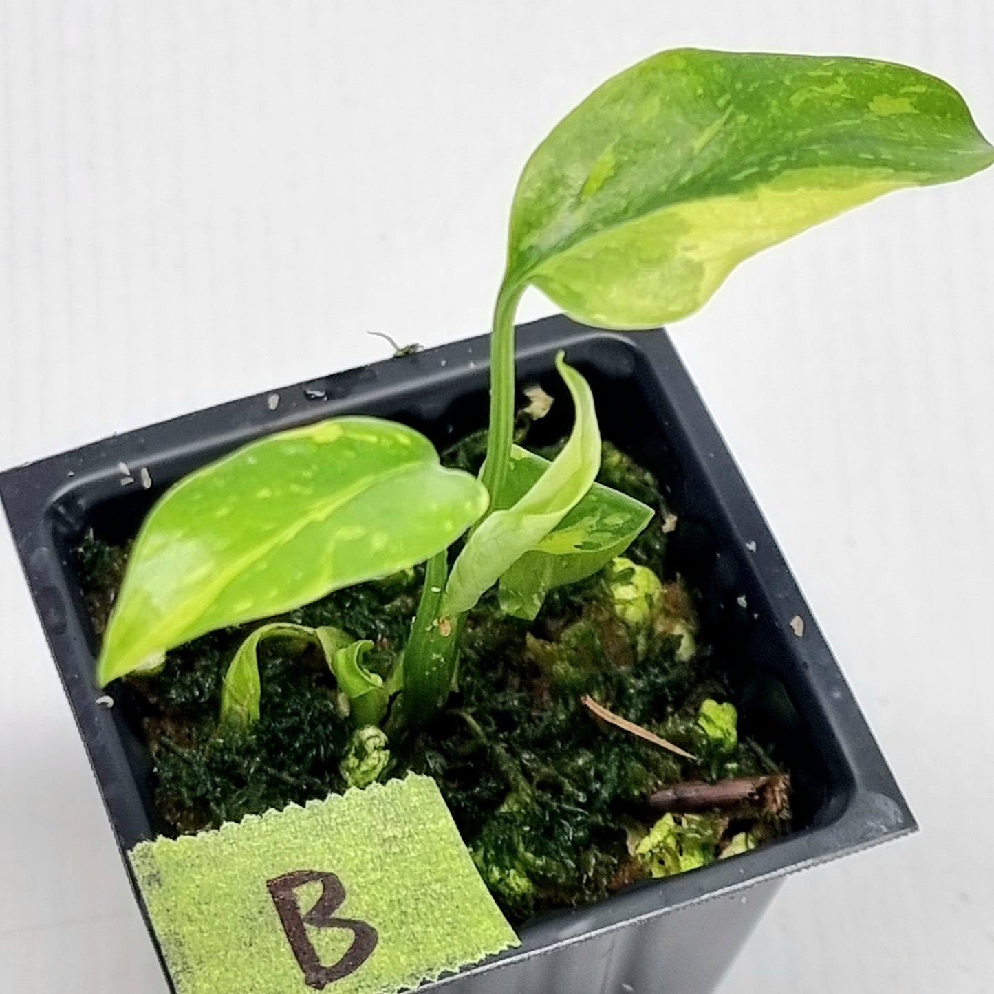 Monstera Electrolyte