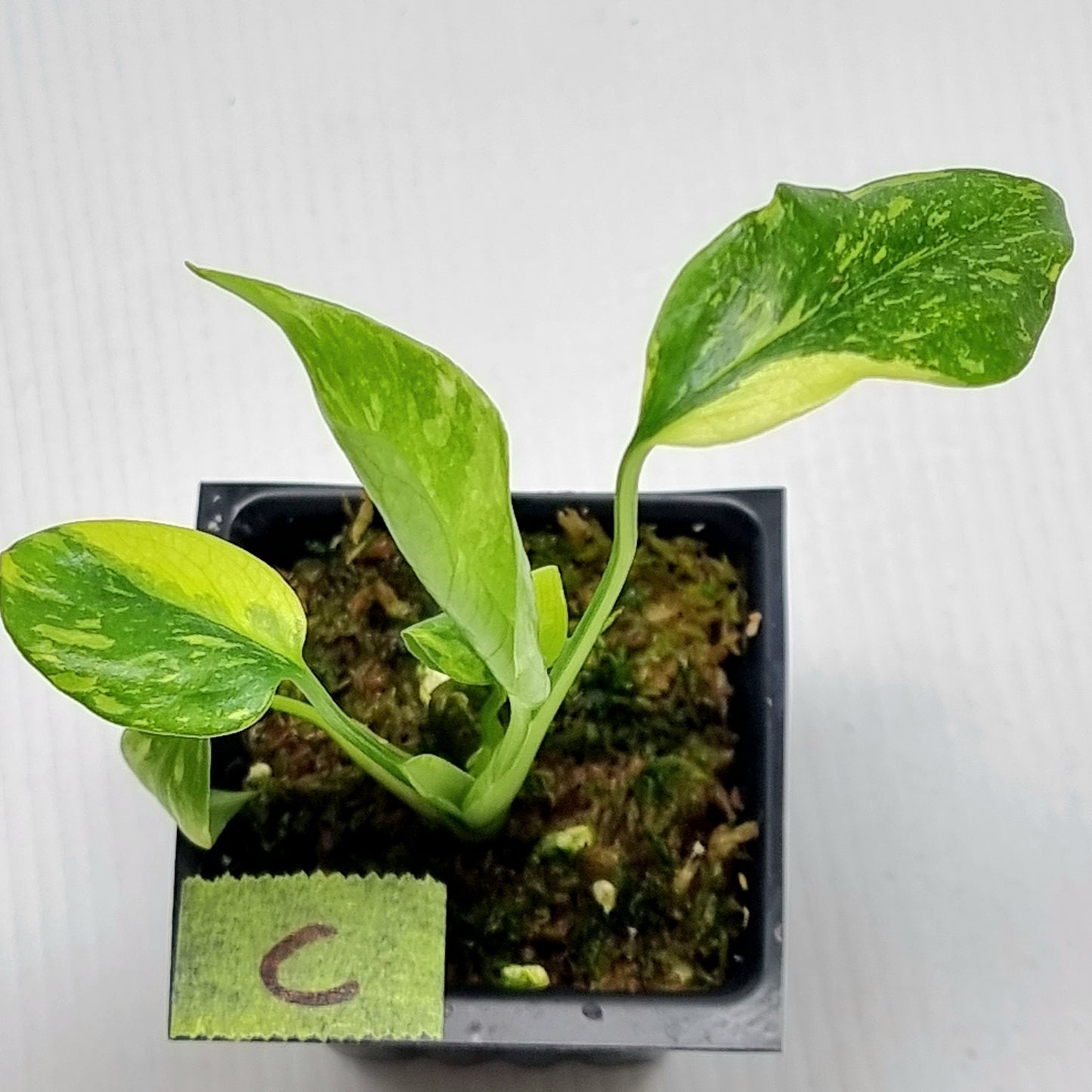 Monstera Electrolyte