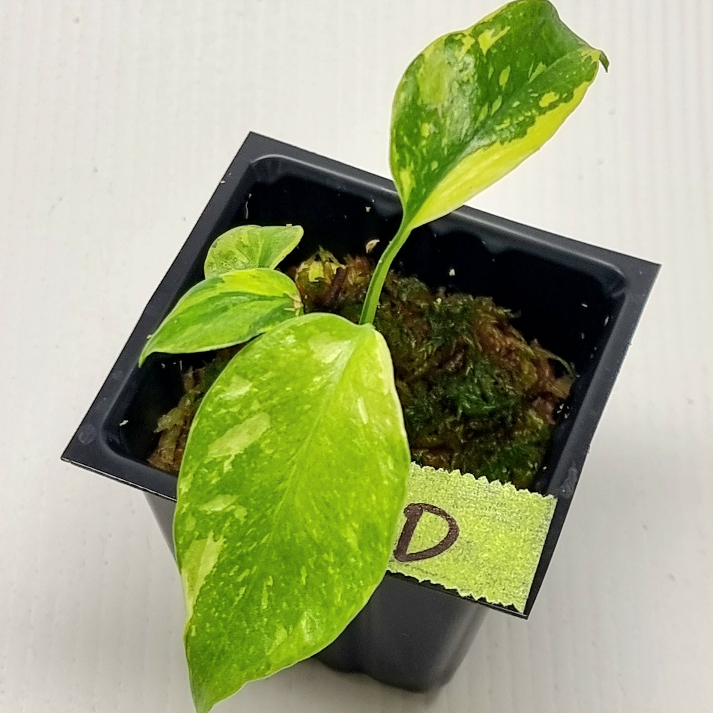 Monstera Electrolyte