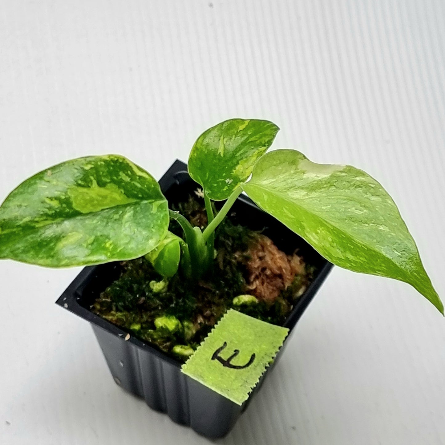 Monstera Electrolyte