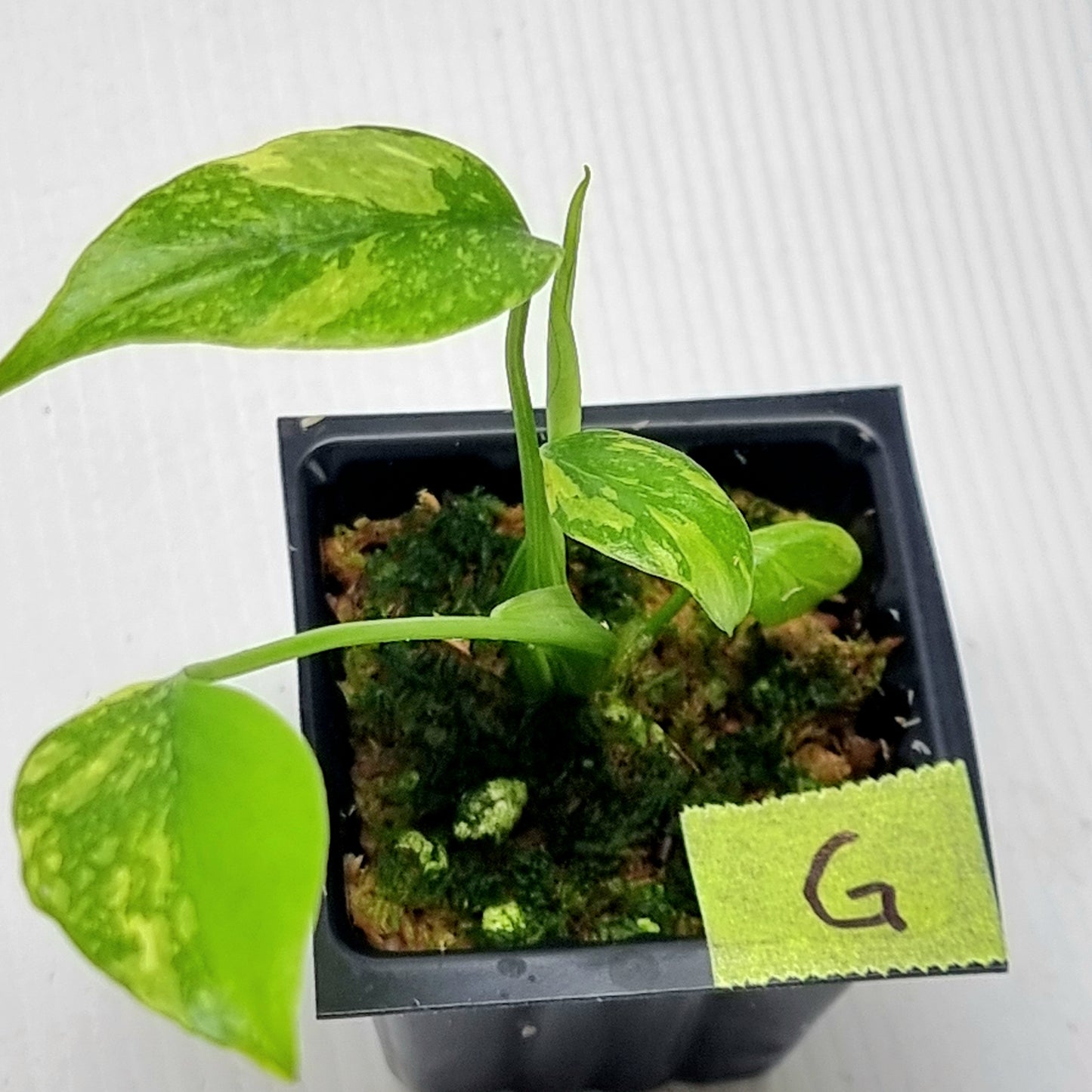 Monstera Electrolyte