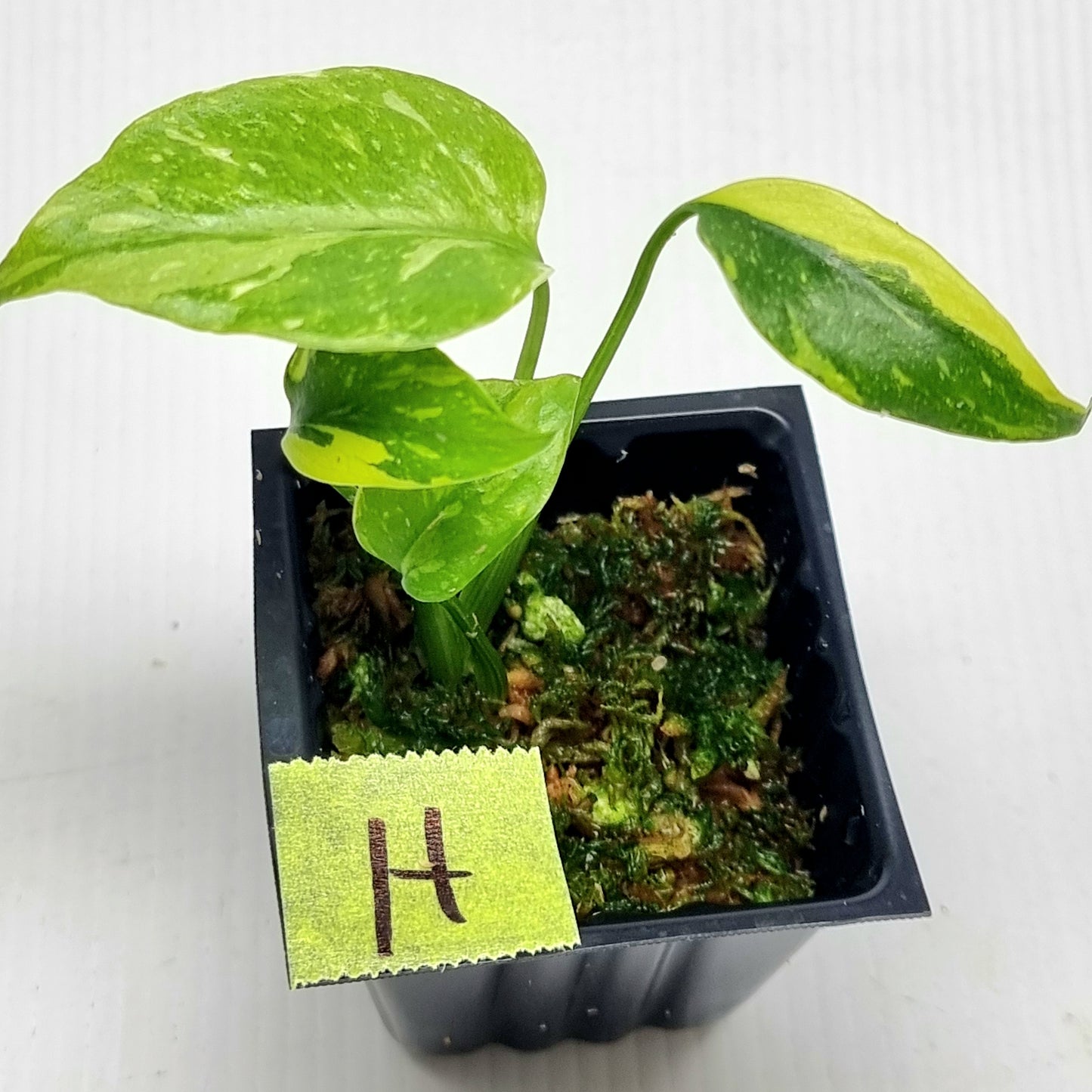 Monstera Electrolyte