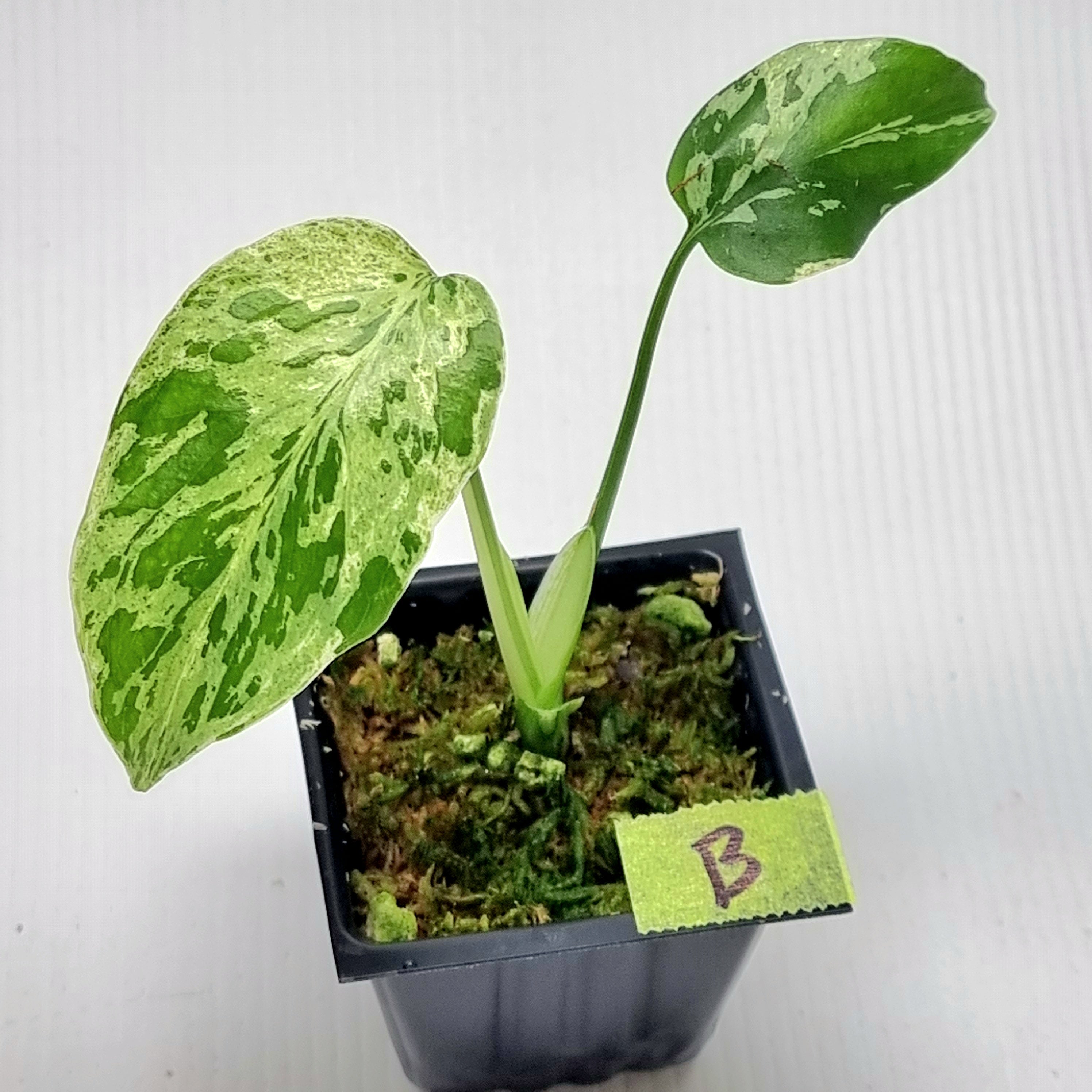 Monstera Bulbasaur : r⁄UnicornAroids xs152Monstera Bulbasaur