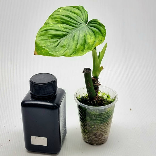 Philodendron plowmanii Variegated