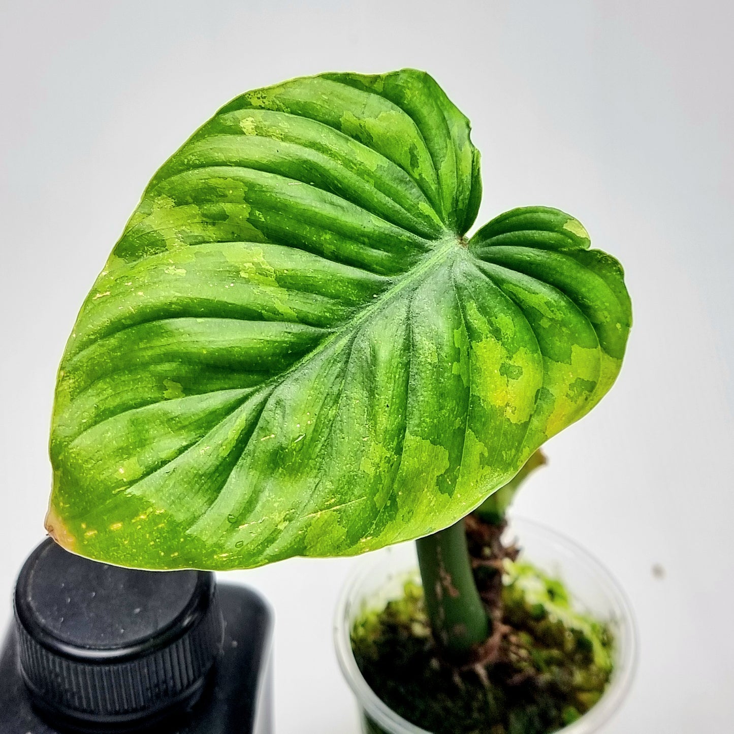 Philodendron plowmanii Variegated
