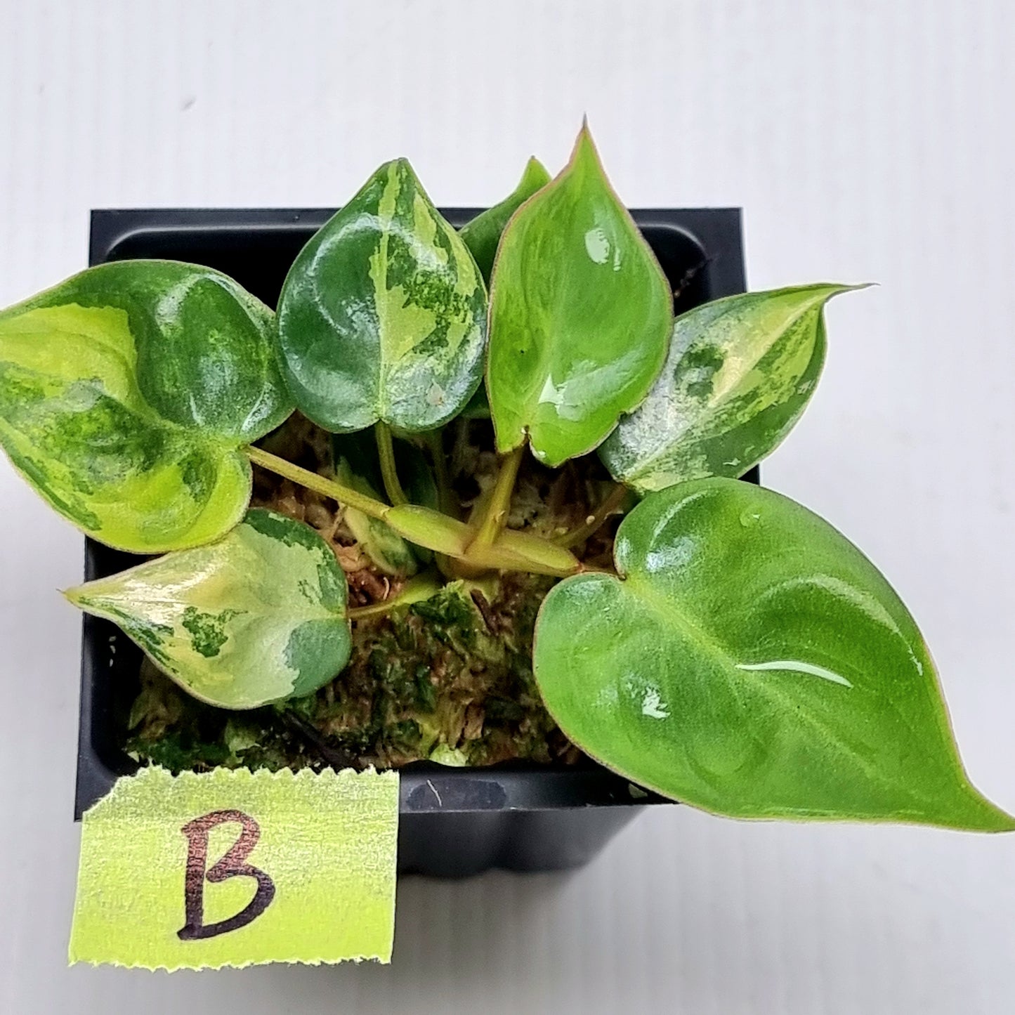 Philodendron billietiae Variegated