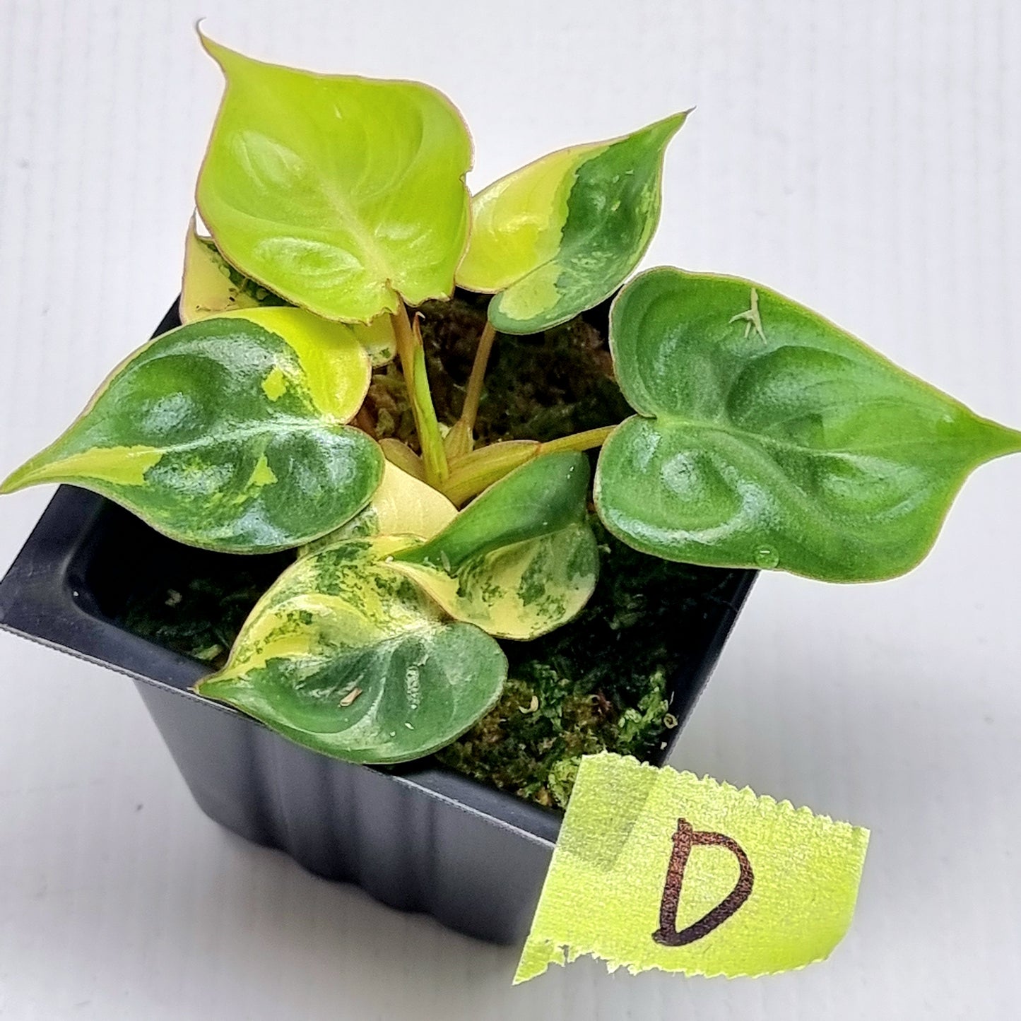 Philodendron billietiae Variegated