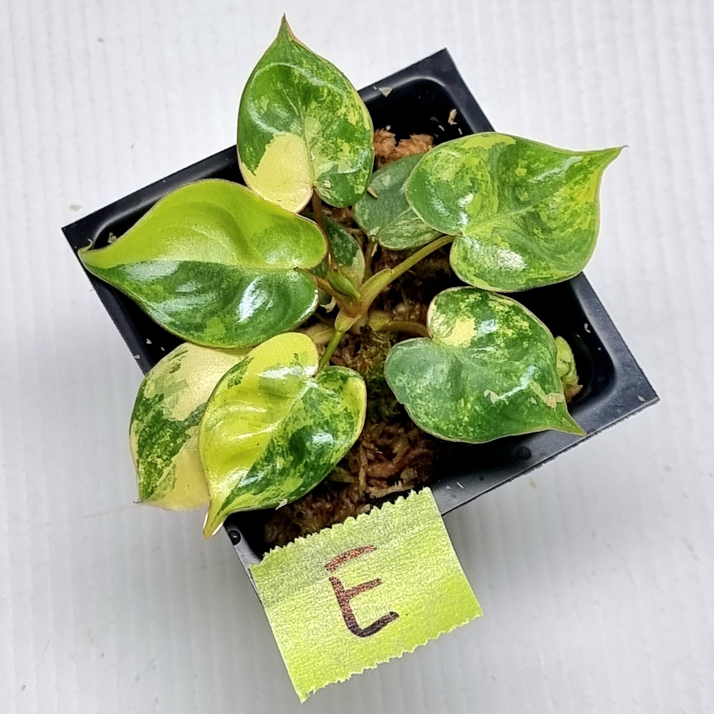 Philodendron billietiae Variegated