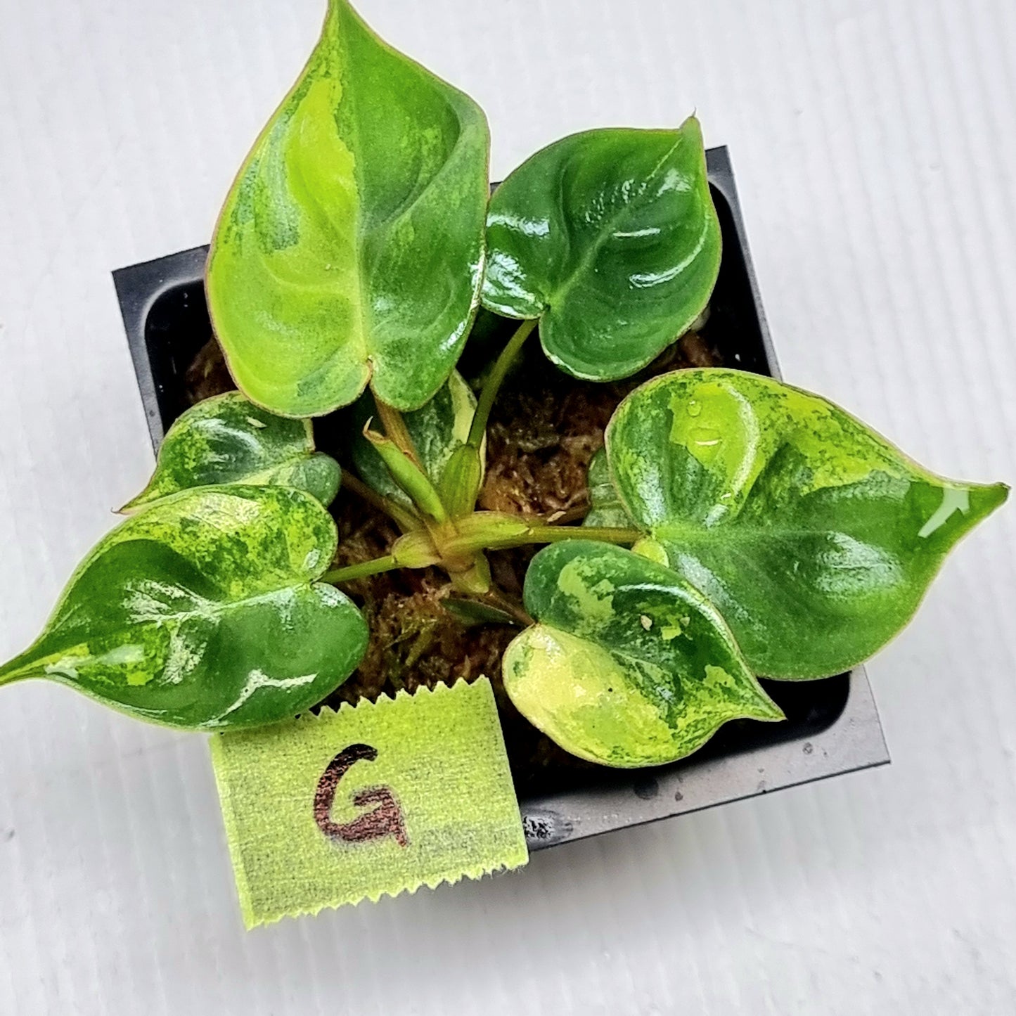 Philodendron billietiae Variegated