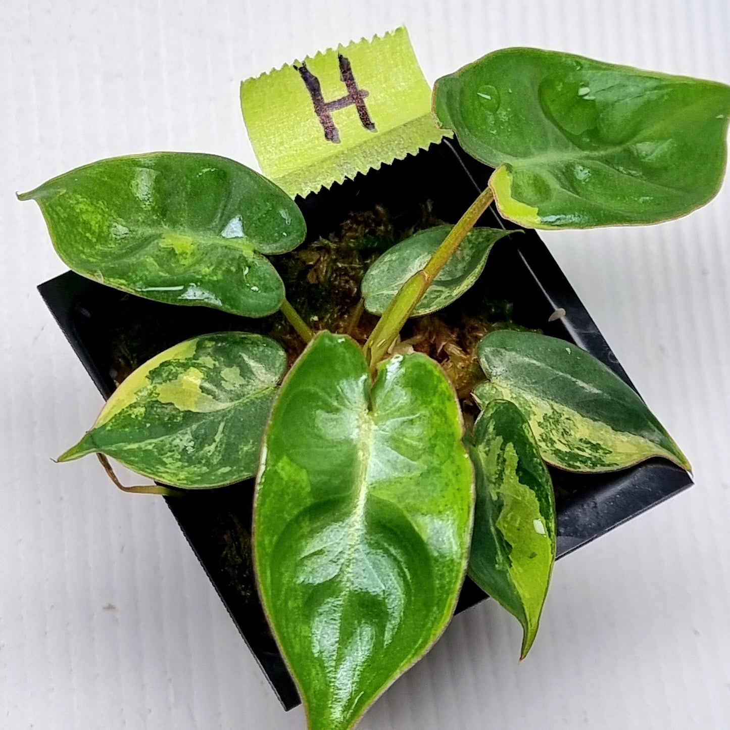 Philodendron billietiae Variegated