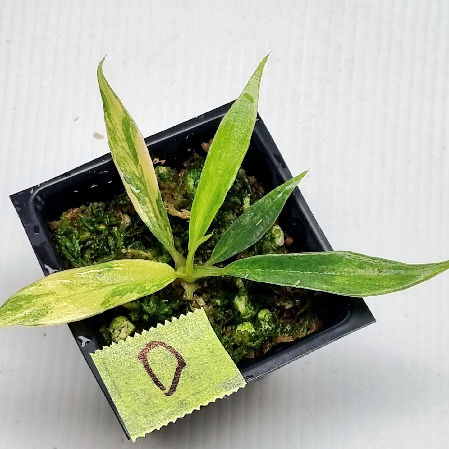 Philodendron tortum Aurea Variegated