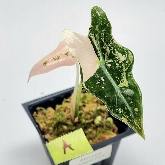 Alocasia sanderiana "Nobilis" Pink Variegated