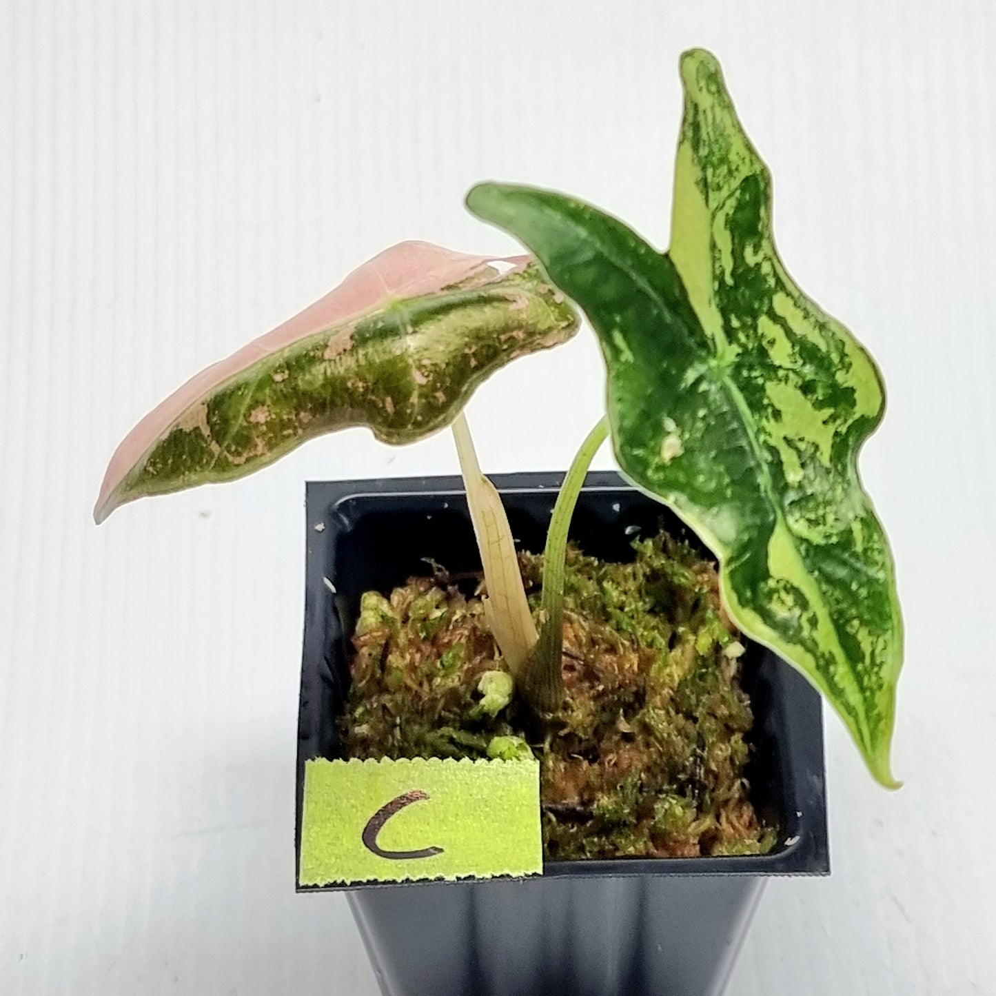 Alocasia sanderiana "Nobilis" Pink Variegated