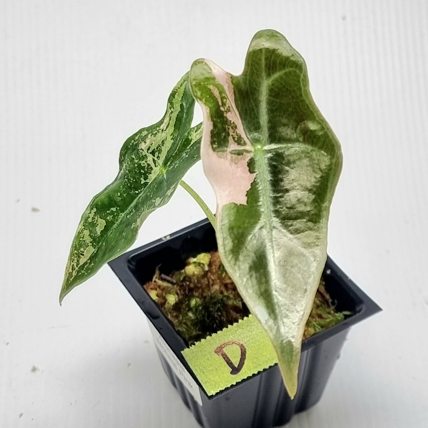 Alocasia sanderiana "Nobilis" Pink Variegated