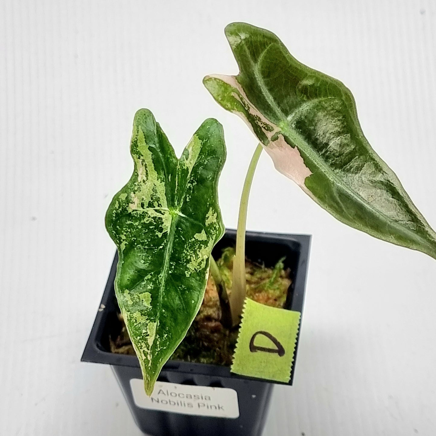 Alocasia sanderiana "Nobilis" Pink Variegated