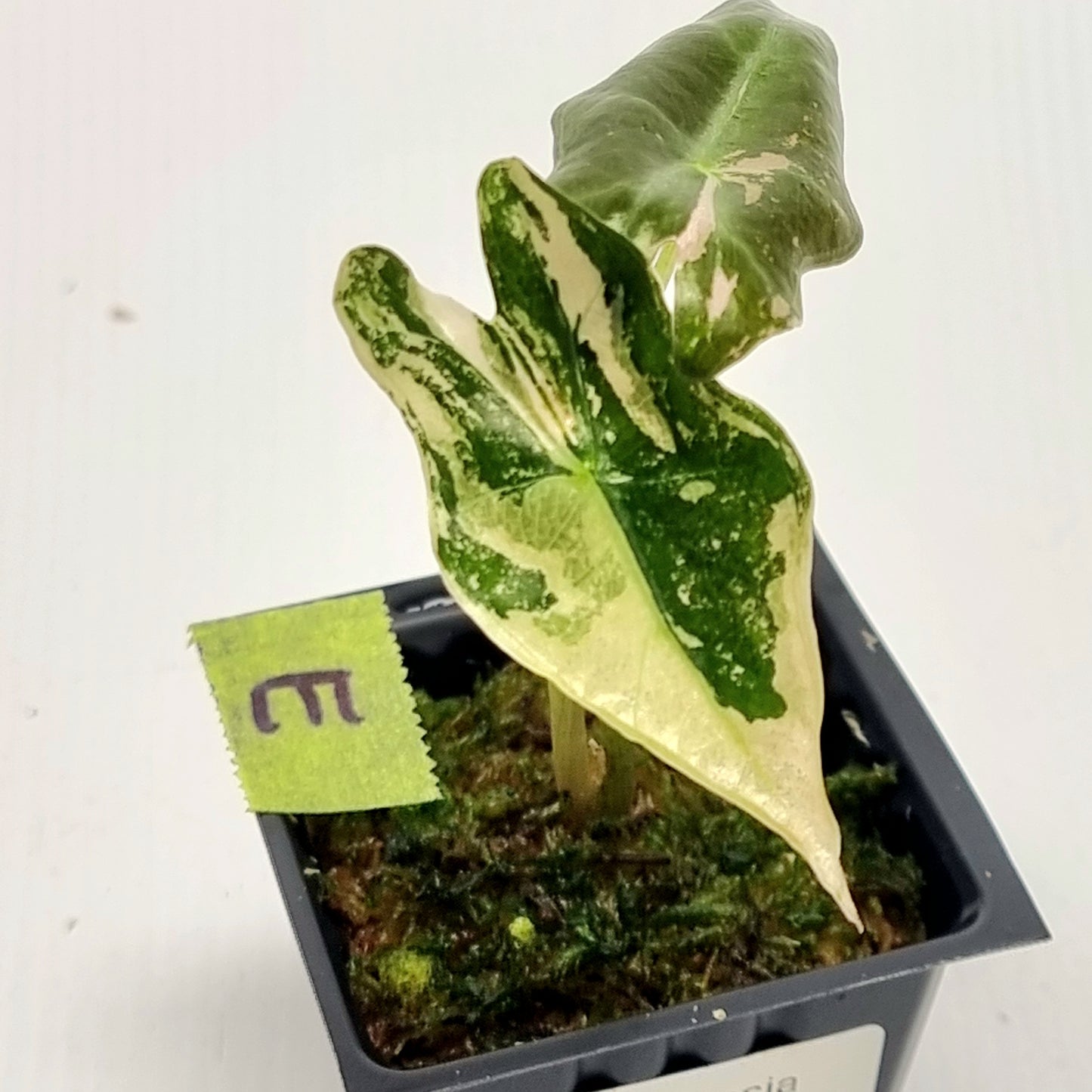 Alocasia sanderiana "Nobilis" Pink Variegated