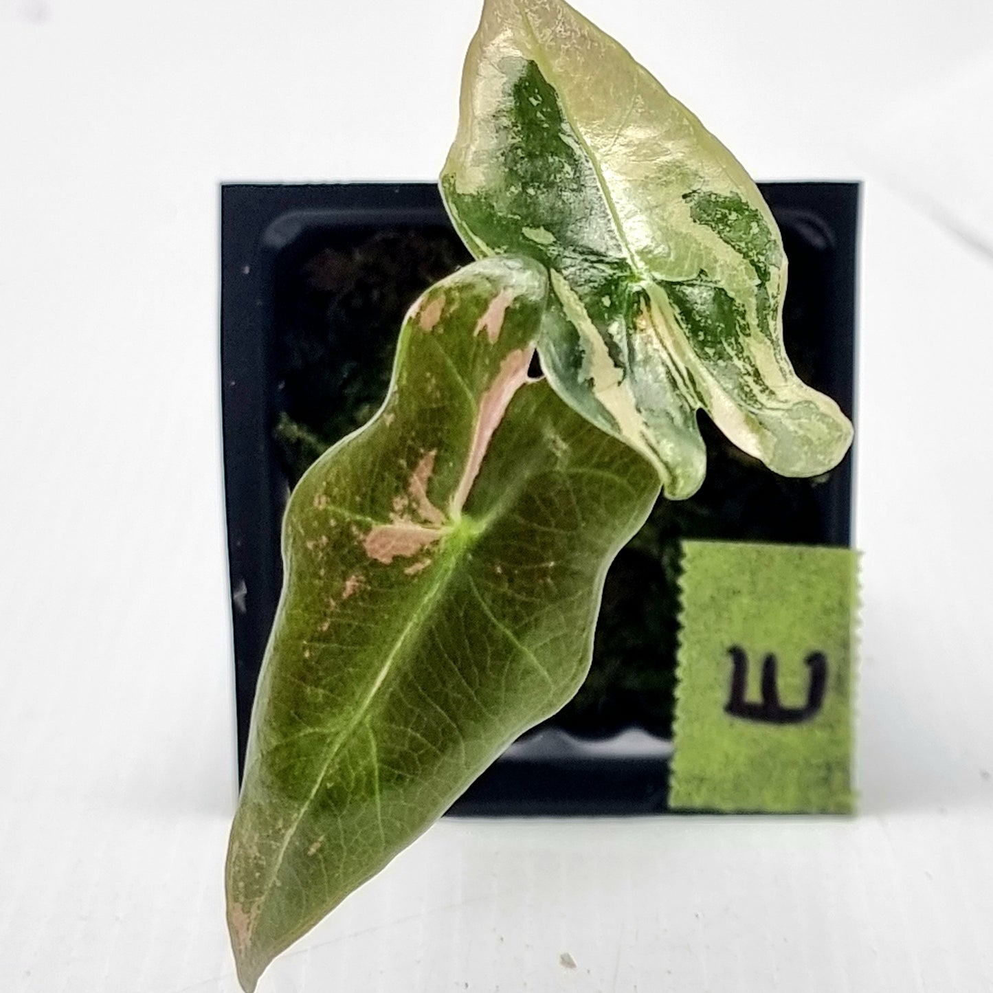 Alocasia sanderiana "Nobilis" Pink Variegated