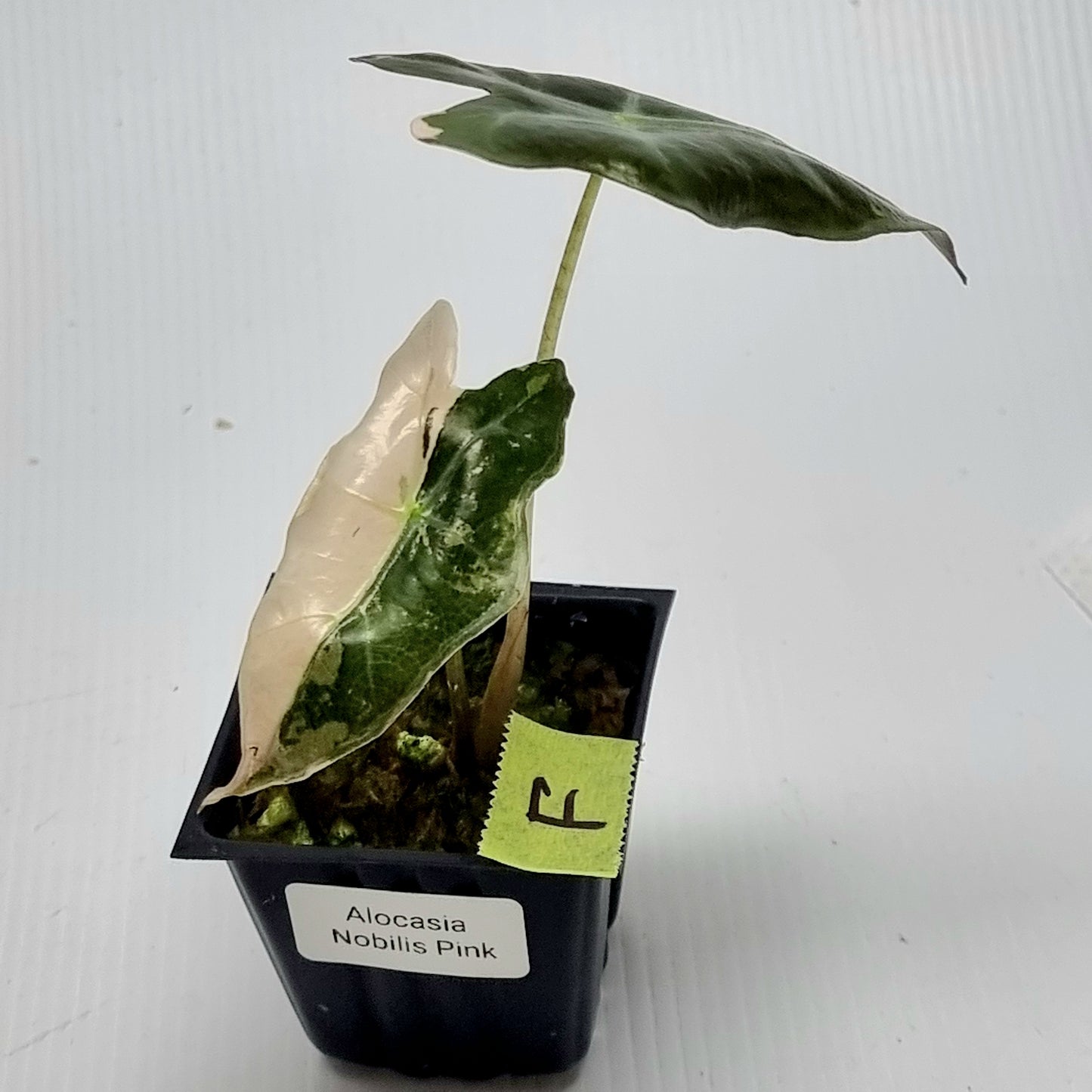 Alocasia sanderiana "Nobilis" Pink Variegated